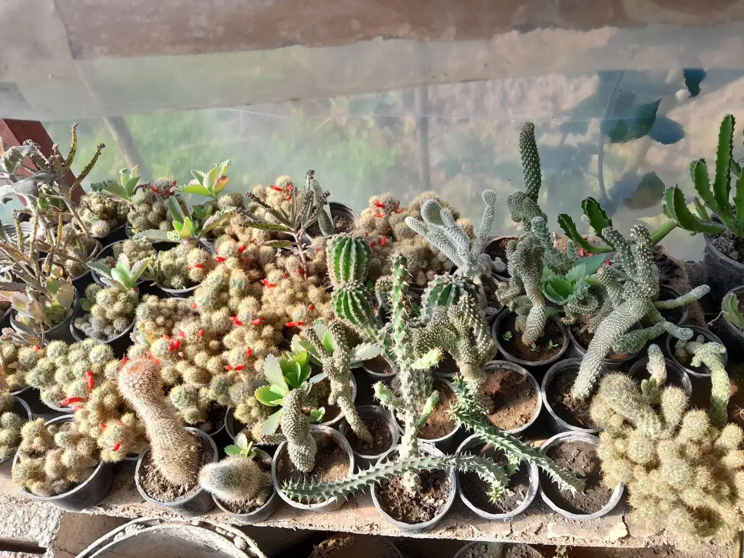 گلها ۲۰ تا ۳۰|گل و گیاه طبیعی|رودبنه, |دیوار