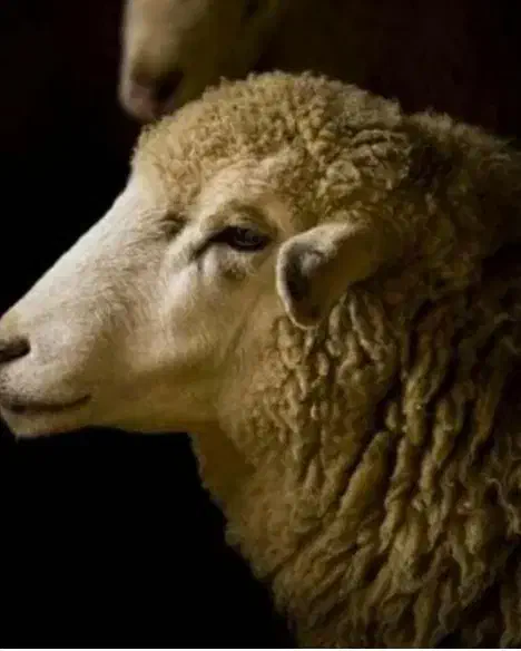 گوسفند زنده خونی جهت تمامی مراسمات شما با قصاب|حیوانات مزرعه|مشهد, الهیه|دیوار