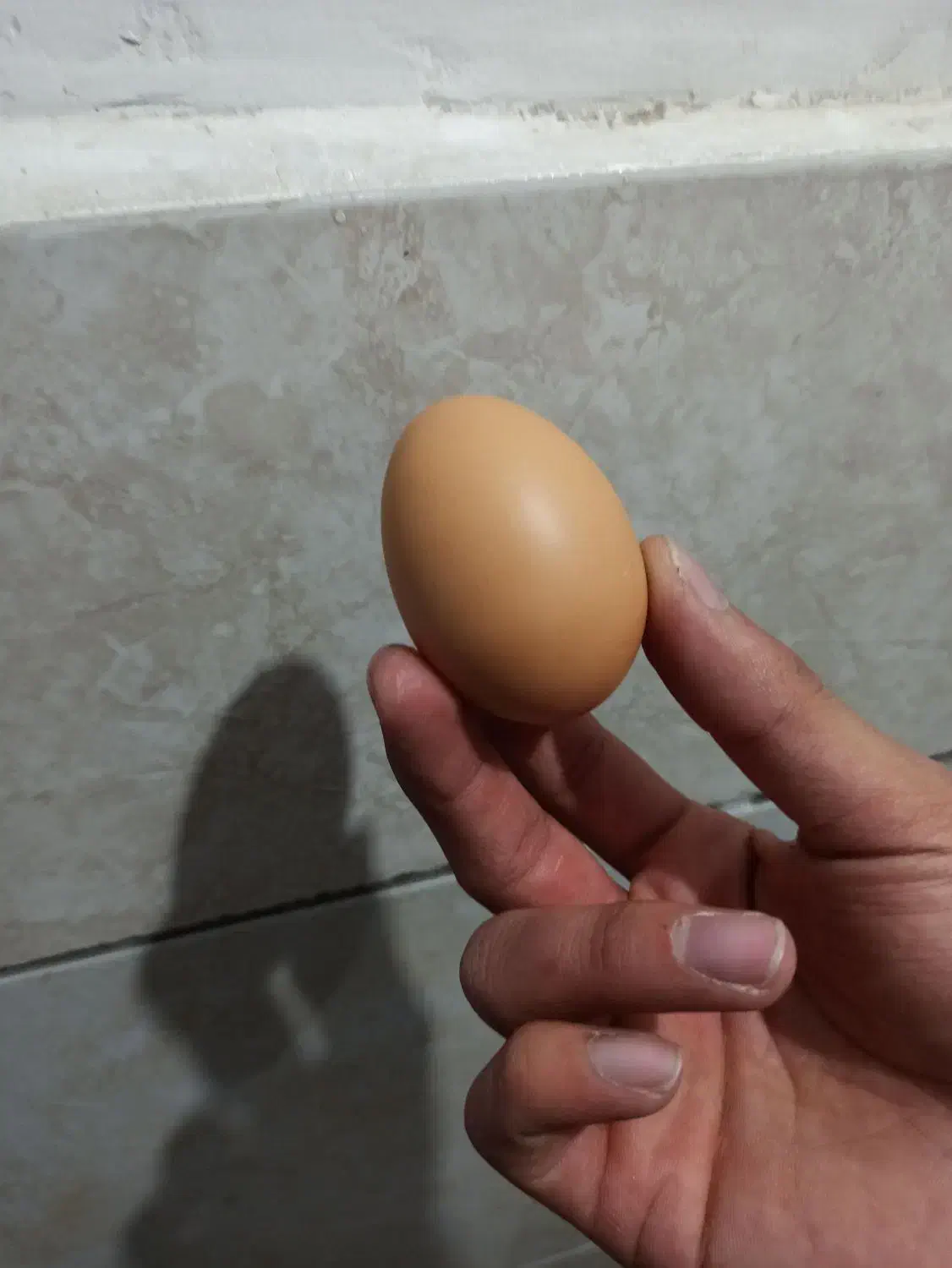 تخم مرغ محلی خاص و کاملا طبیعی|خوردنی و آشامیدنی|مشهد, سپاد|دیوار