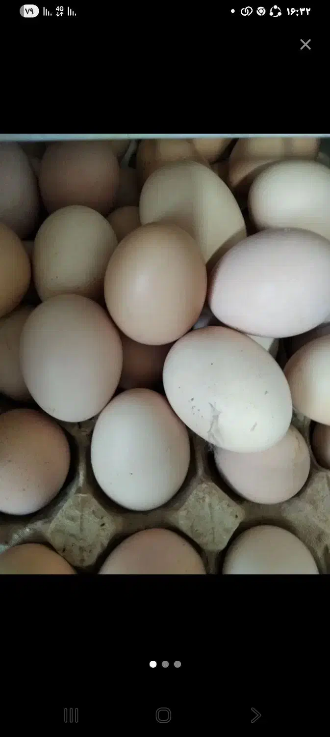 تخم بوقلمون بدون نطفه|حیوانات مزرعه|قم, هنرستان|دیوار