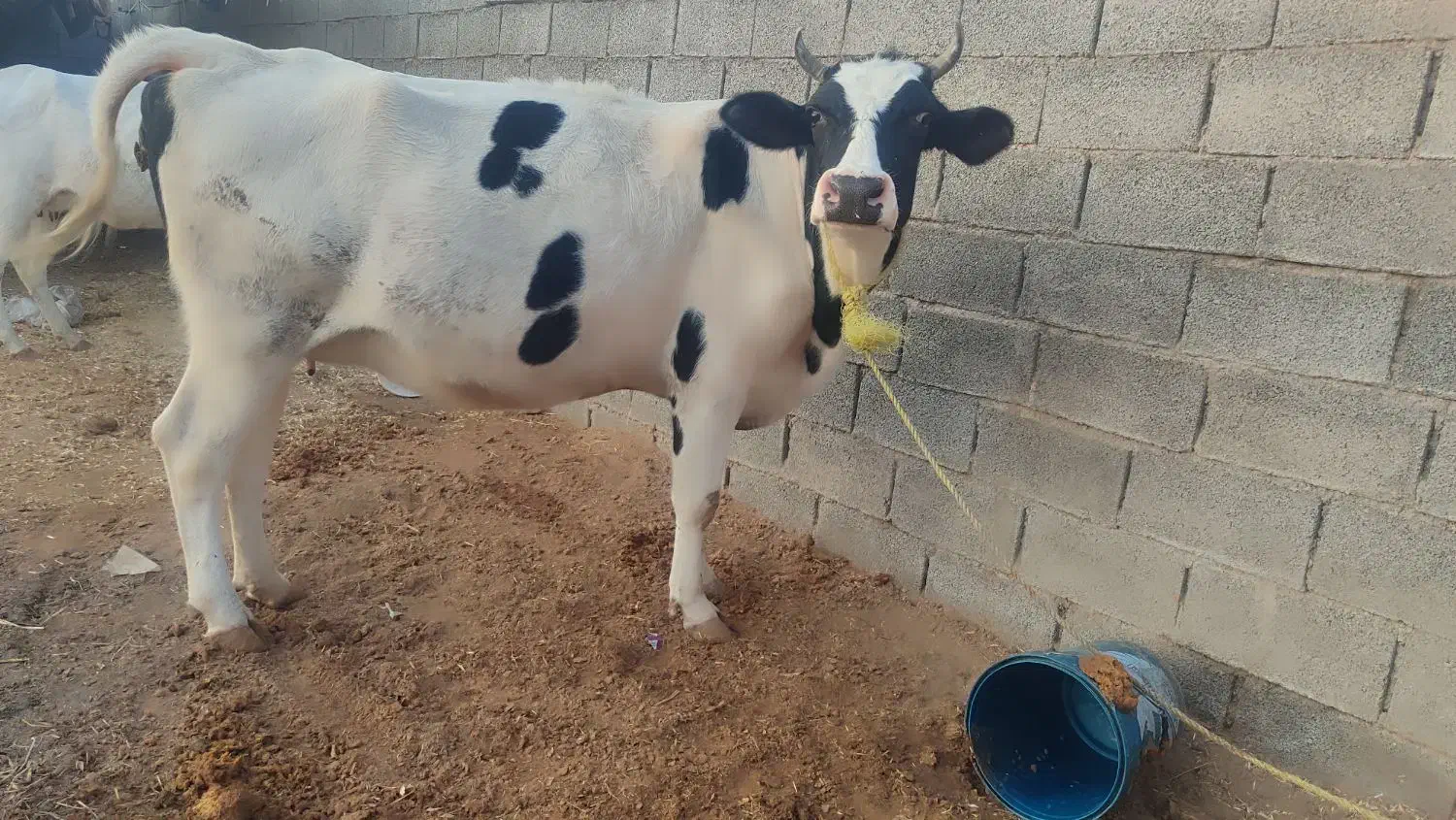 گاو خارجی نزدیک زایمان|حیوانات مزرعه|کرخه, |دیوار