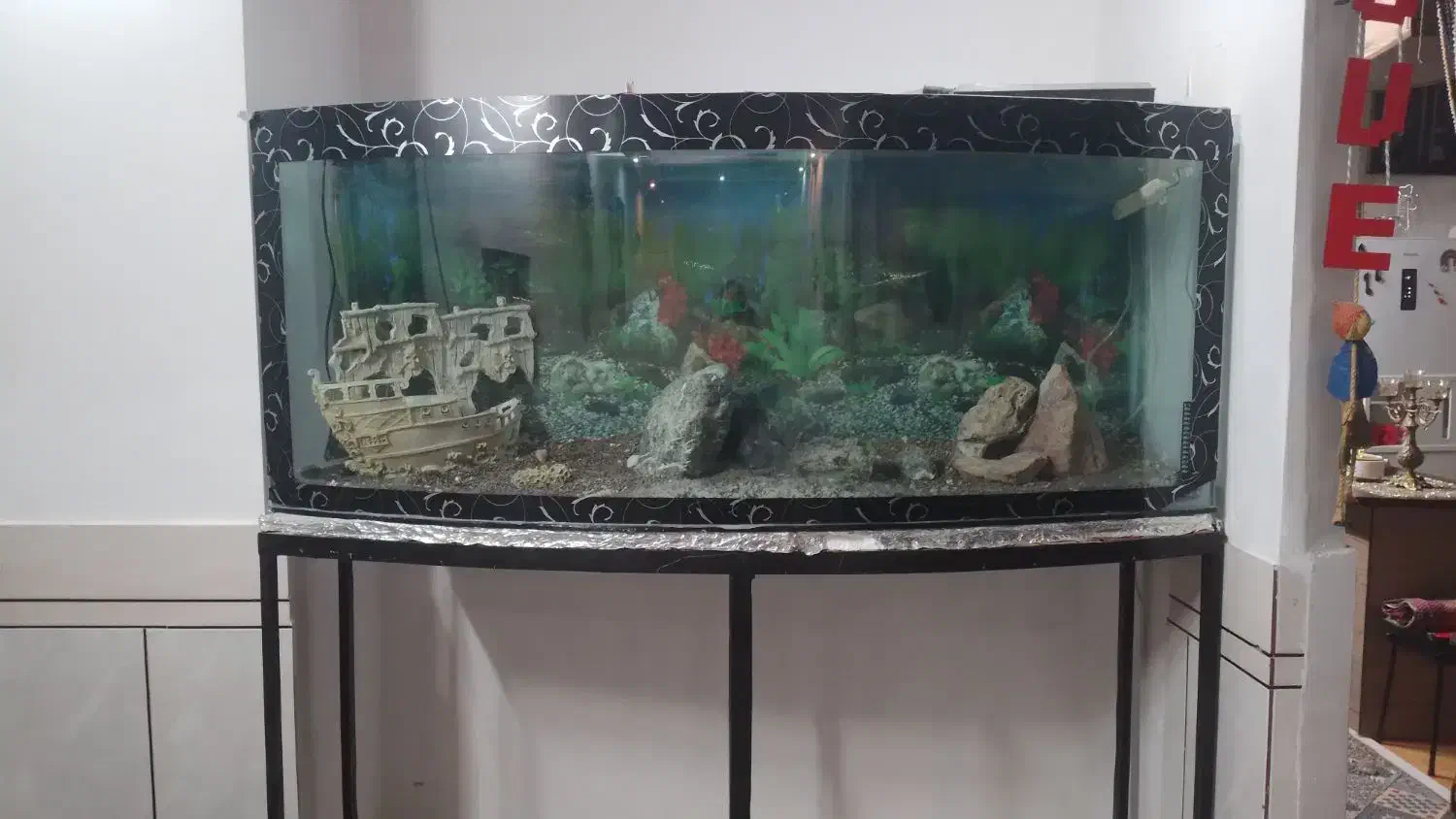 اکواریوم|ماهی|خمینی‌شهر, |دیوار