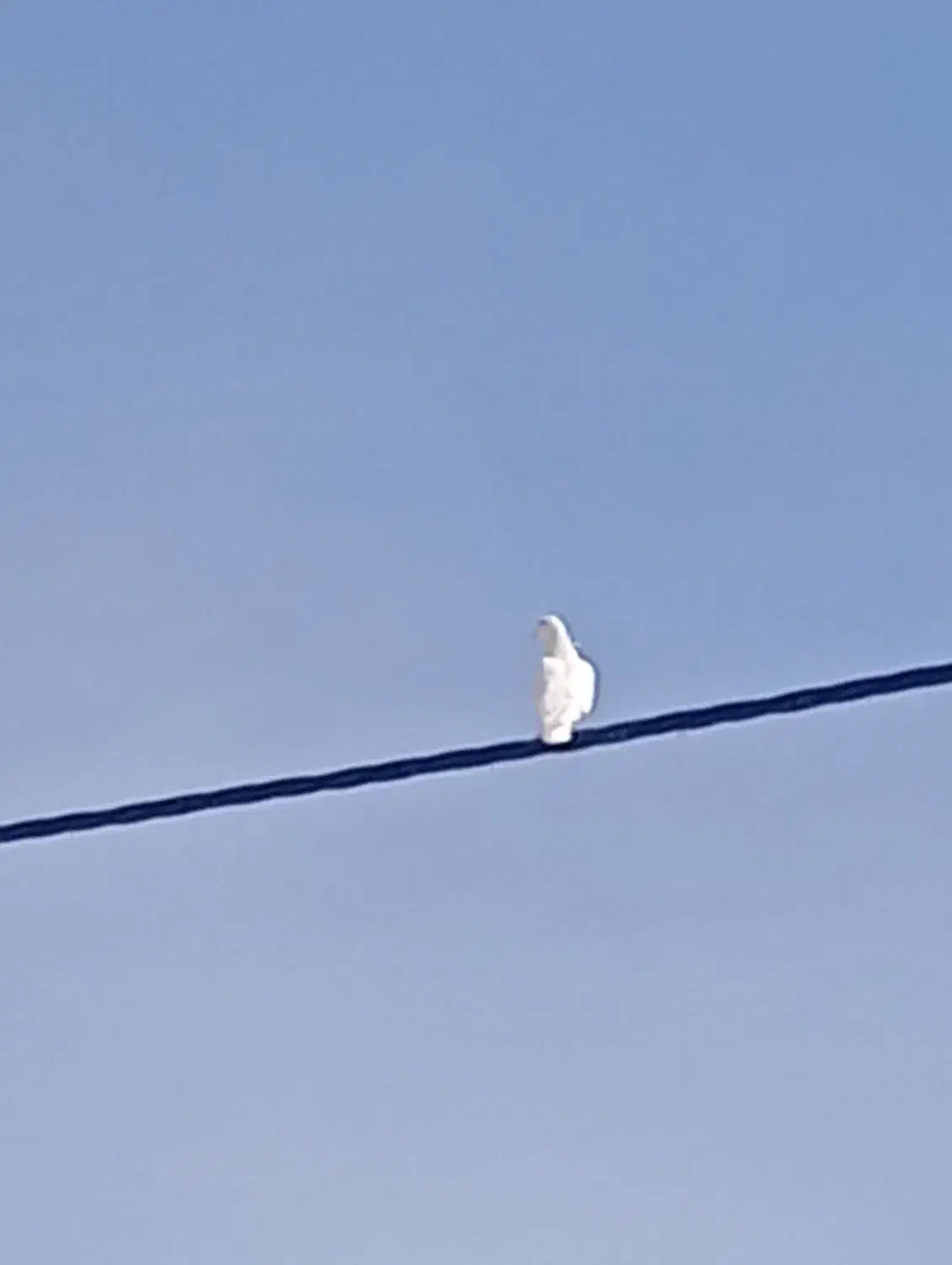 کفتر|پرنده|مهر, |دیوار