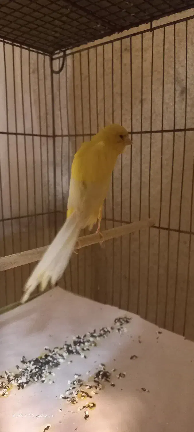 قناری رسمی بلند نر مست|پرنده|رشت, صفاری|دیوار