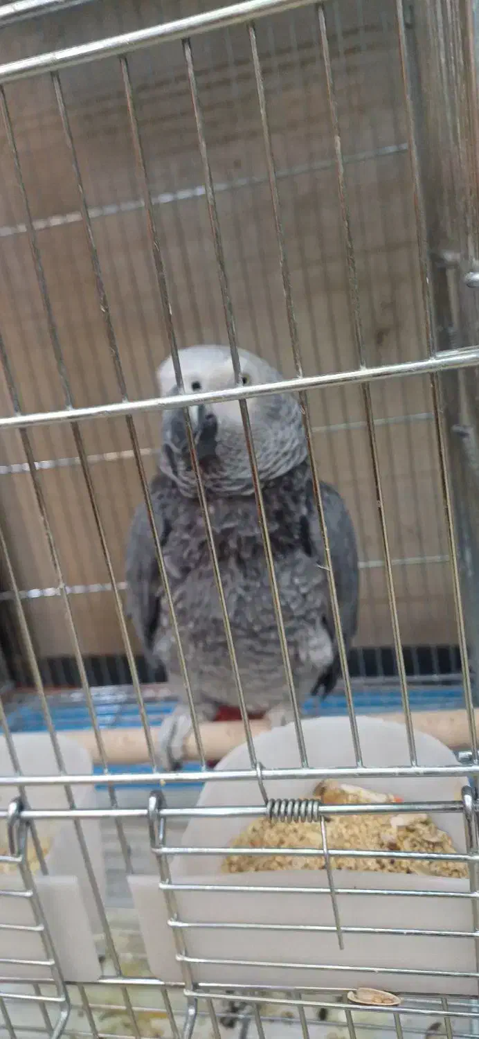 کاسکو رام باهوش ۲۰ کلام نر زیبا درشت|پرنده|تهران, اسکندری|دیوار