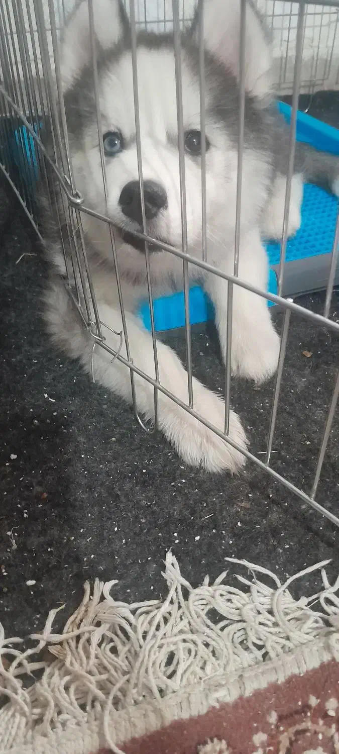 دوتا سگ نژاد هاسکی|سگ|چهارباغ, |دیوار