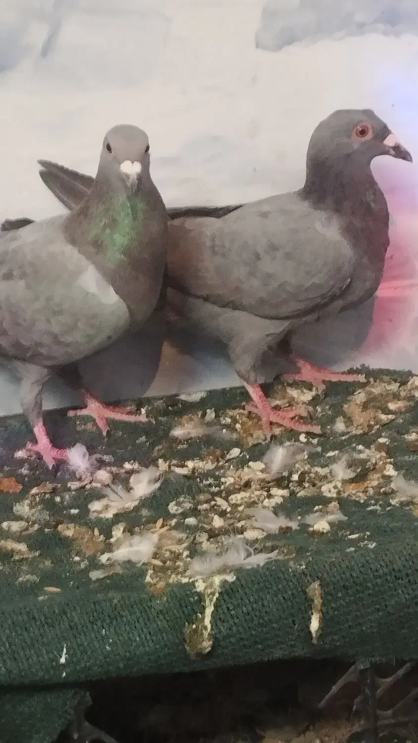 کبوتر|پرنده|سیب و سوران, |دیوار