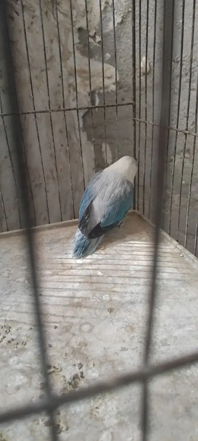 کتوله|پرنده|سراوان, |دیوار