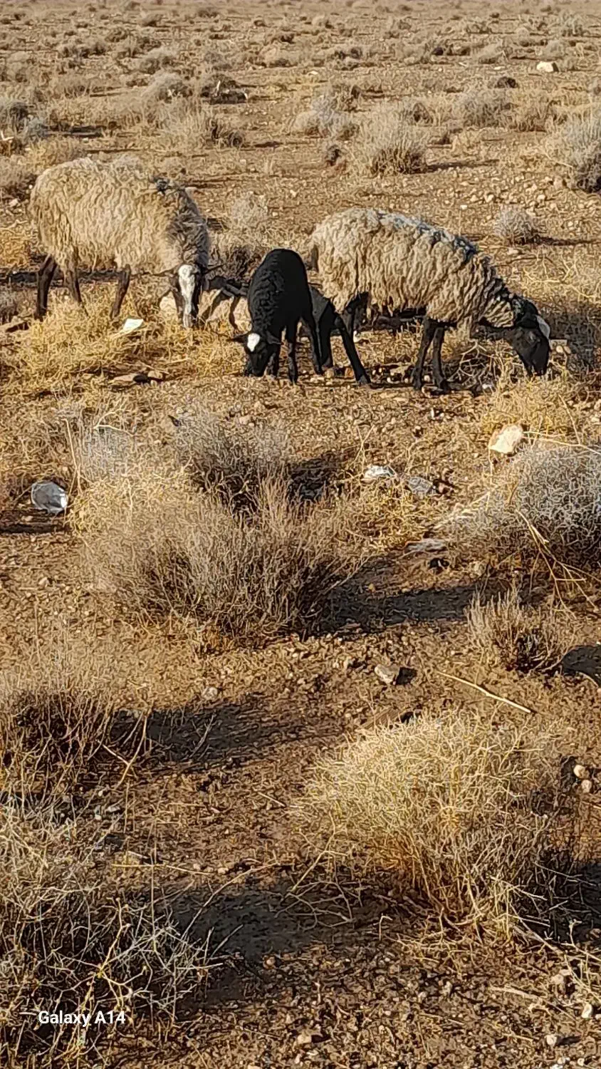 شیشکمیشرومانفجوانهمراهبابره|حیوانات مزرعه|خرامه, |دیوار