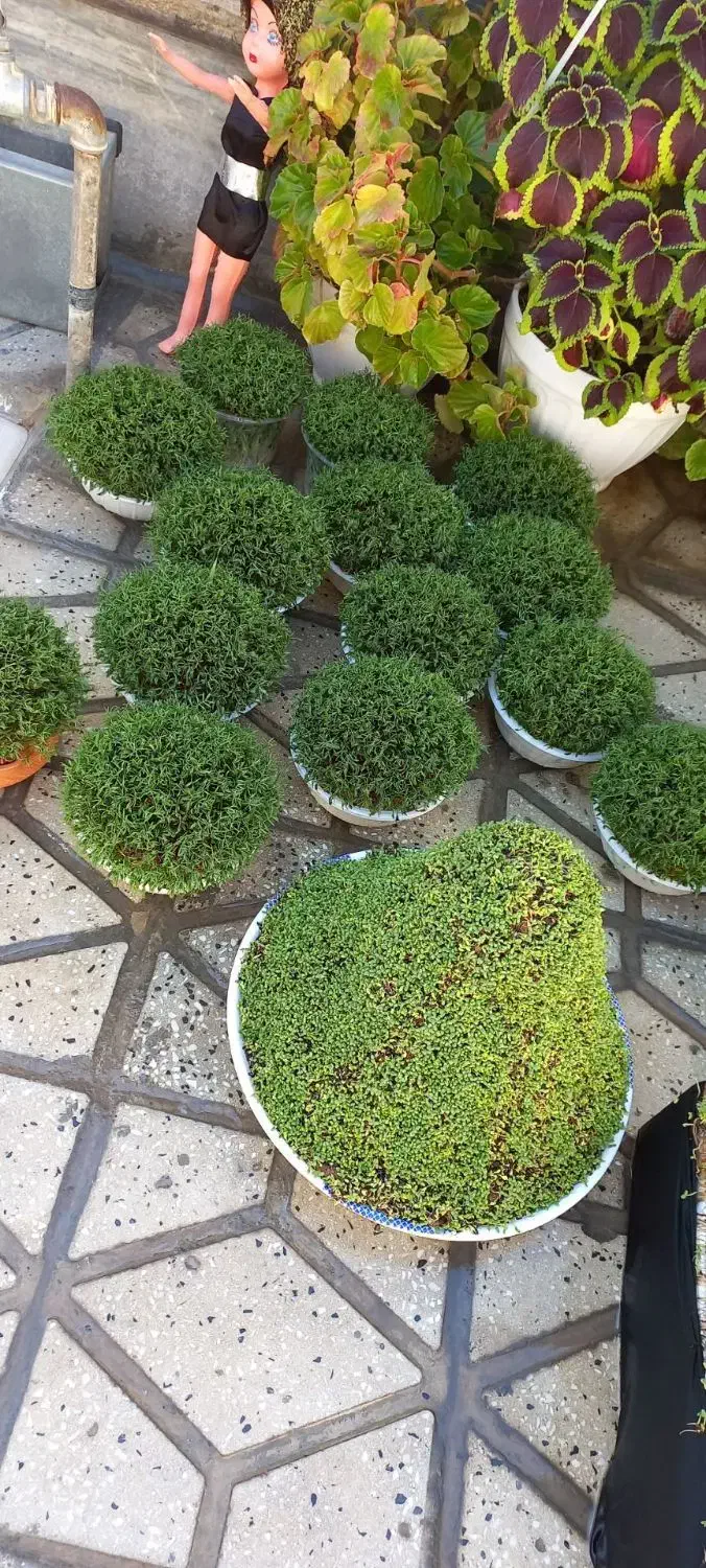 سبزه|گل و گیاه طبیعی|کوهدشت, |دیوار