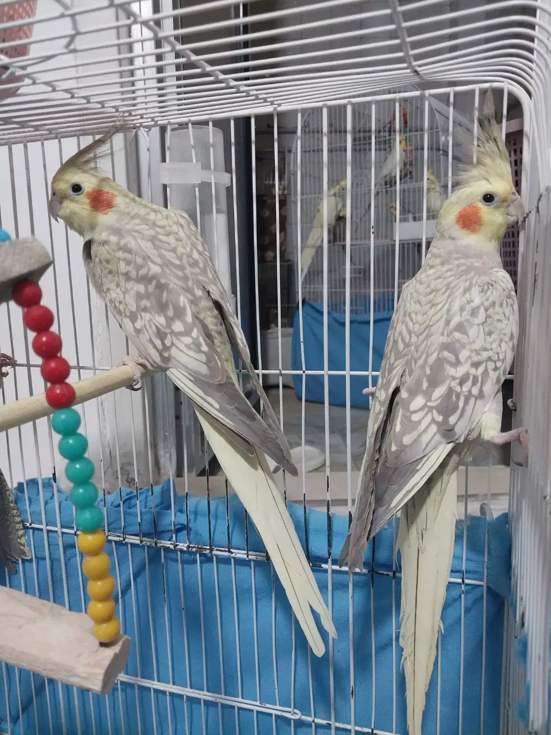 عروس هلندی و قناری|پرنده|اراک, |دیوار