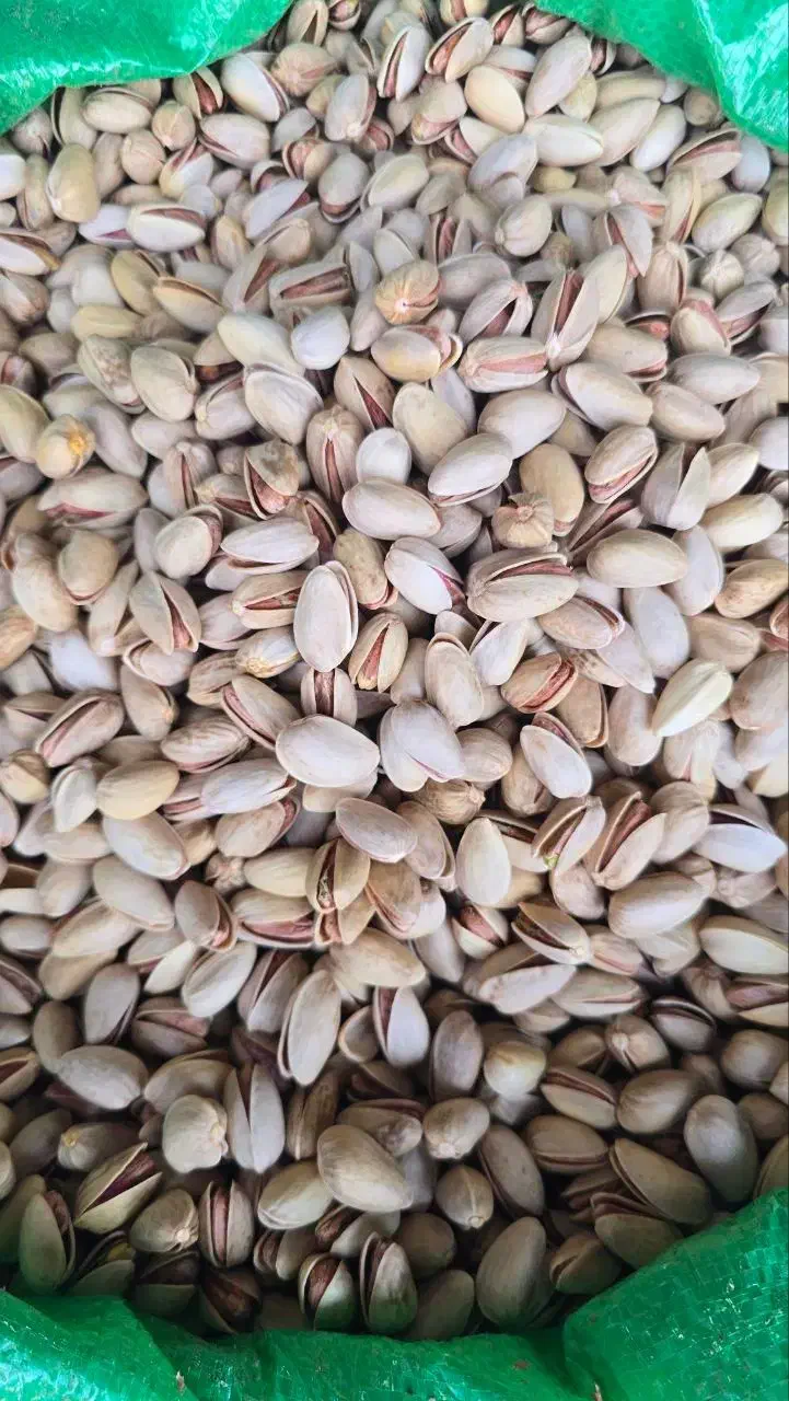 پسته اکبری انس 22|خدمات باغبانی و درختکاری|بیرجند, |دیوار