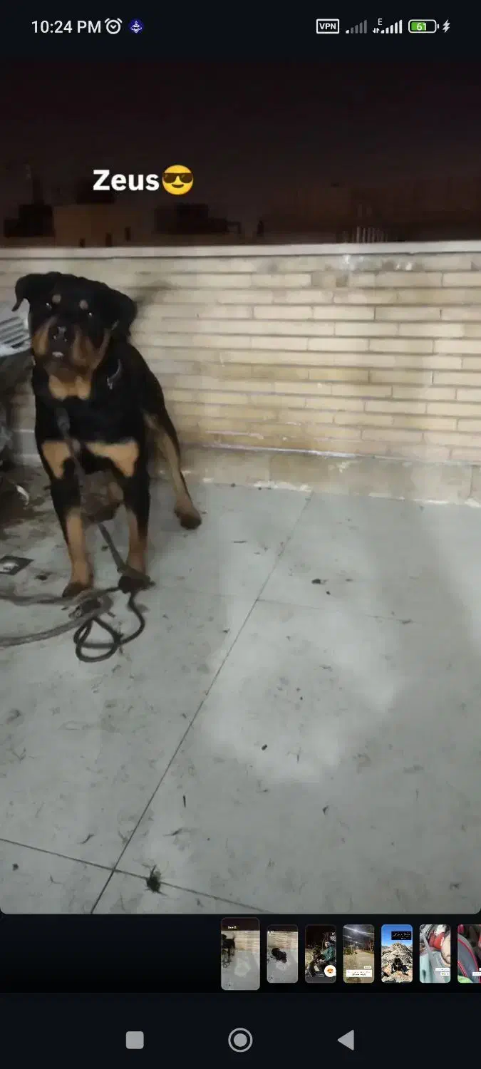 روتوایلر نر کشش|سگ|اصفهان, بهارستان|دیوار