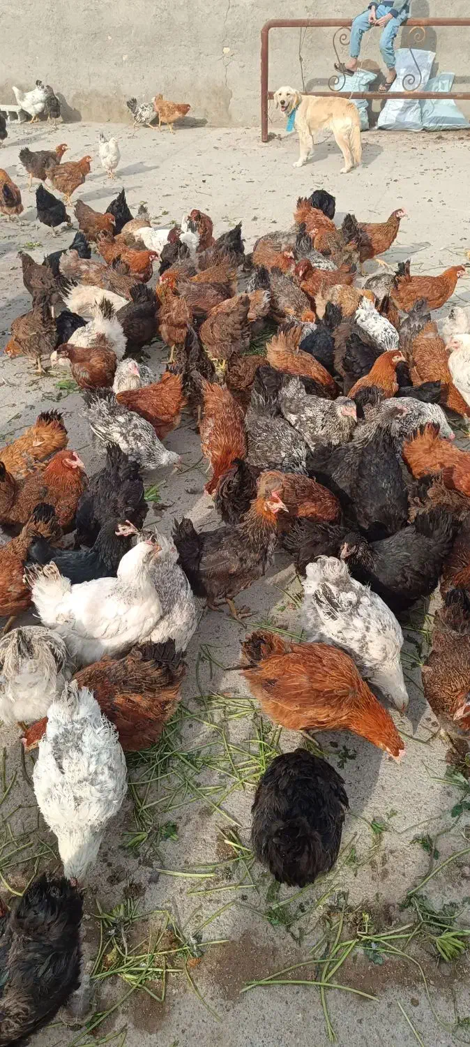 مرغ تخم گذار رسمی گل پایگان|حیوانات مزرعه|قلعه نو, |دیوار