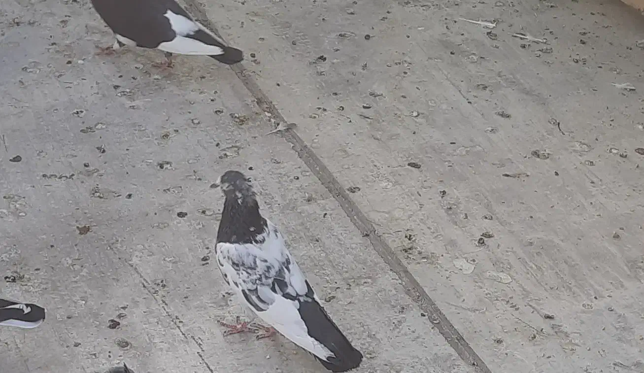 کفتر پرشی 2عددپاکستانی 2عددشازده 1عدوکت بوشهری|پرنده|امیدیه, |دیوار