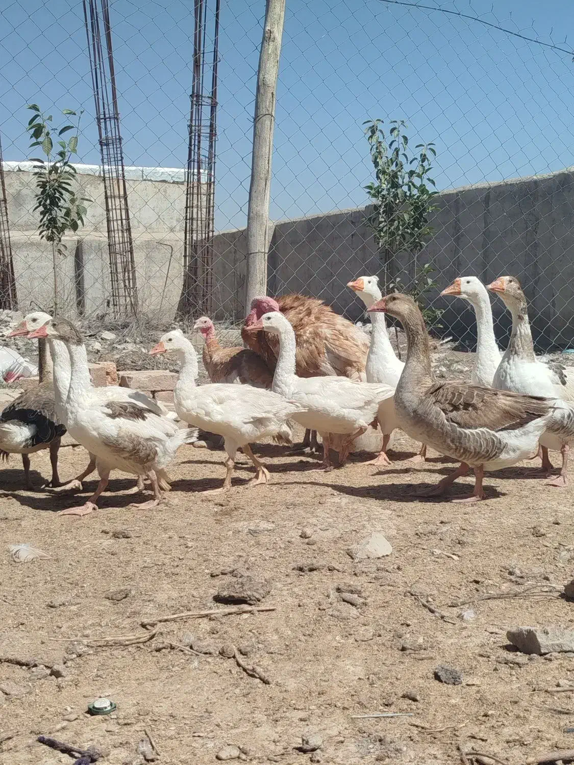 غاز محلی کاکلی|حیوانات مزرعه|اردبیل, |دیوار