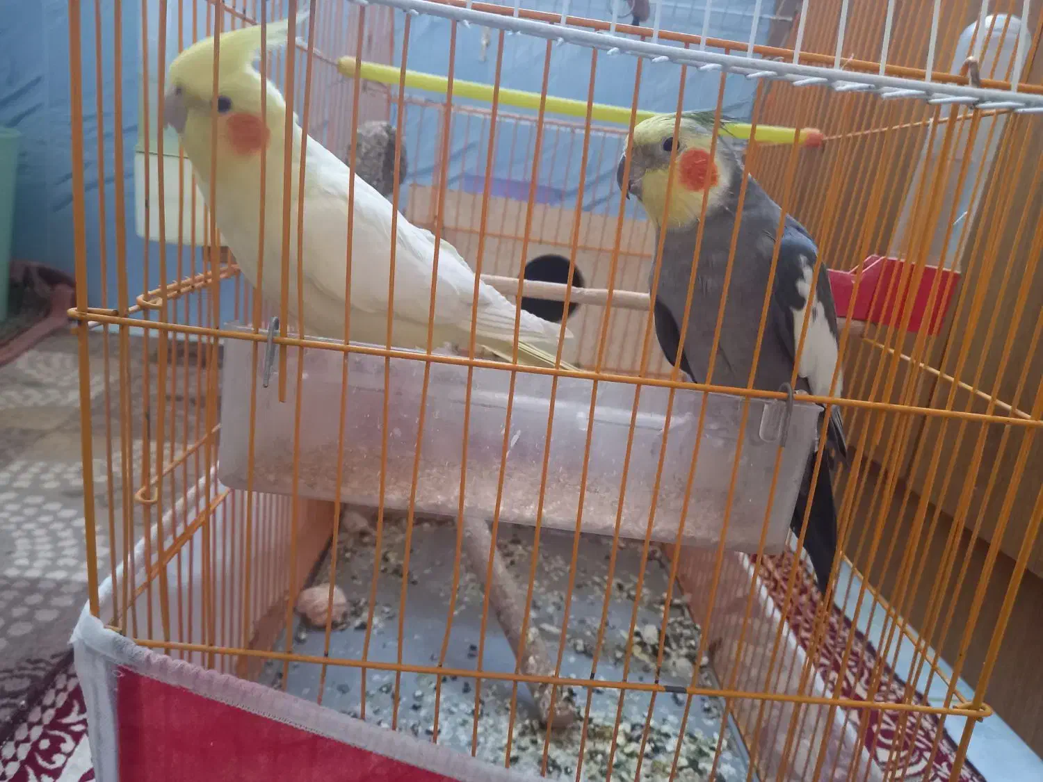 یک جفت عروس|پرنده|باسمنج, |دیوار