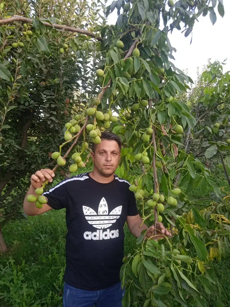 نهال فروشی تک نهال|گل و گیاه طبیعی|زنجان, |دیوار