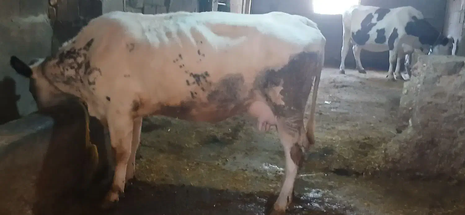 گاو بلژیکی|حیوانات مزرعه|سنندج, |دیوار