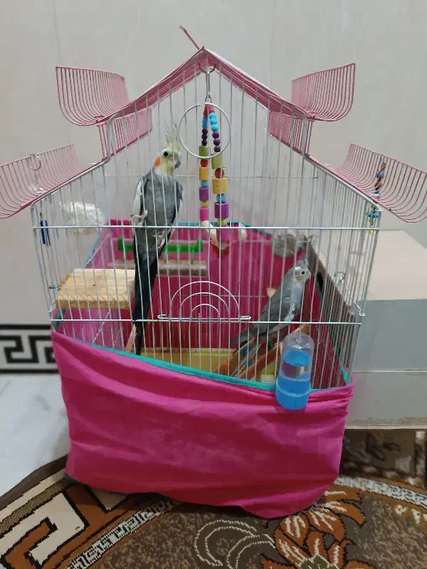 یک جفت عروس هلندی|پرنده|صحنه, |دیوار