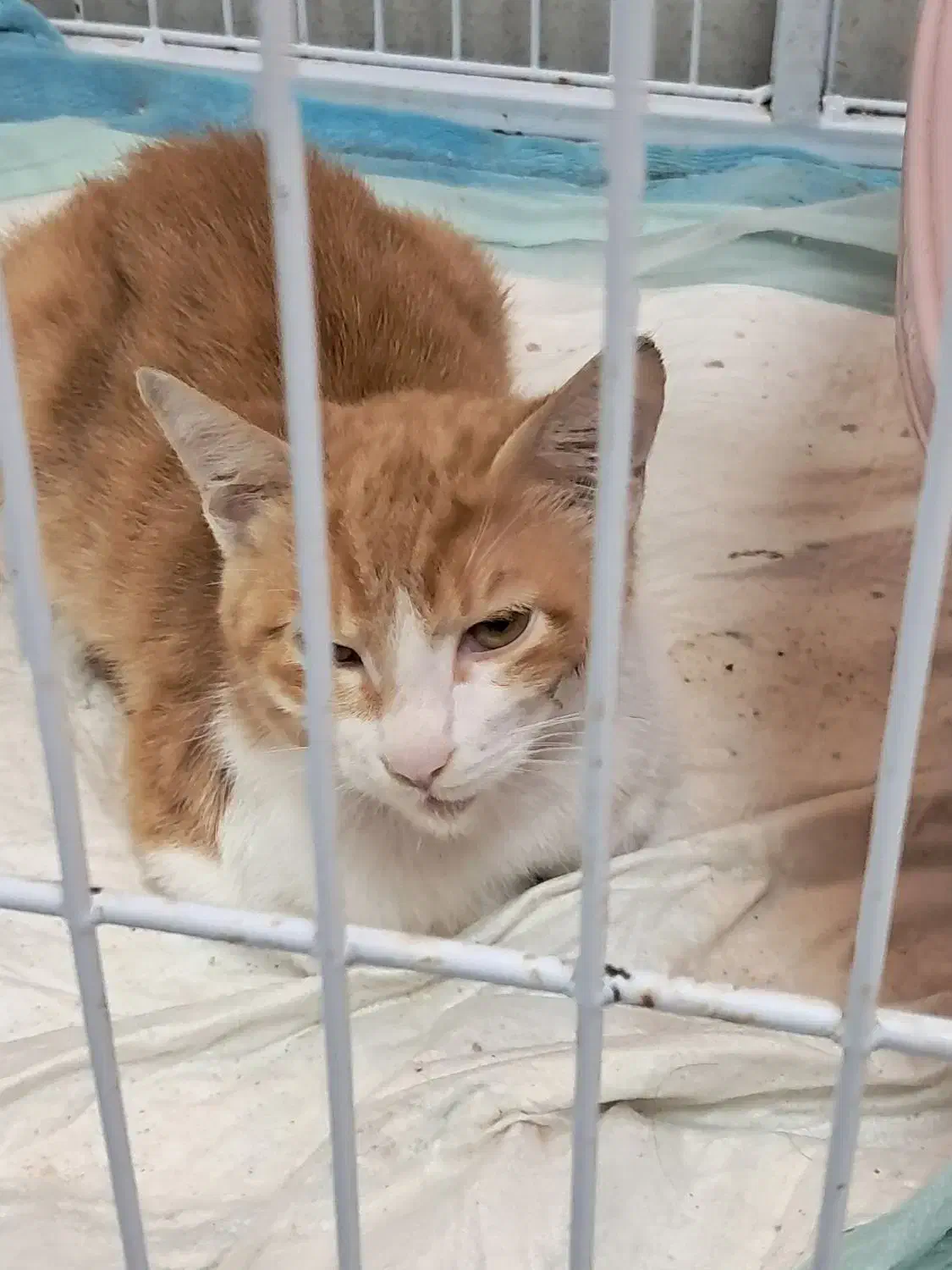 واگذاری بچه گربه|گربه|ساری, |دیوار