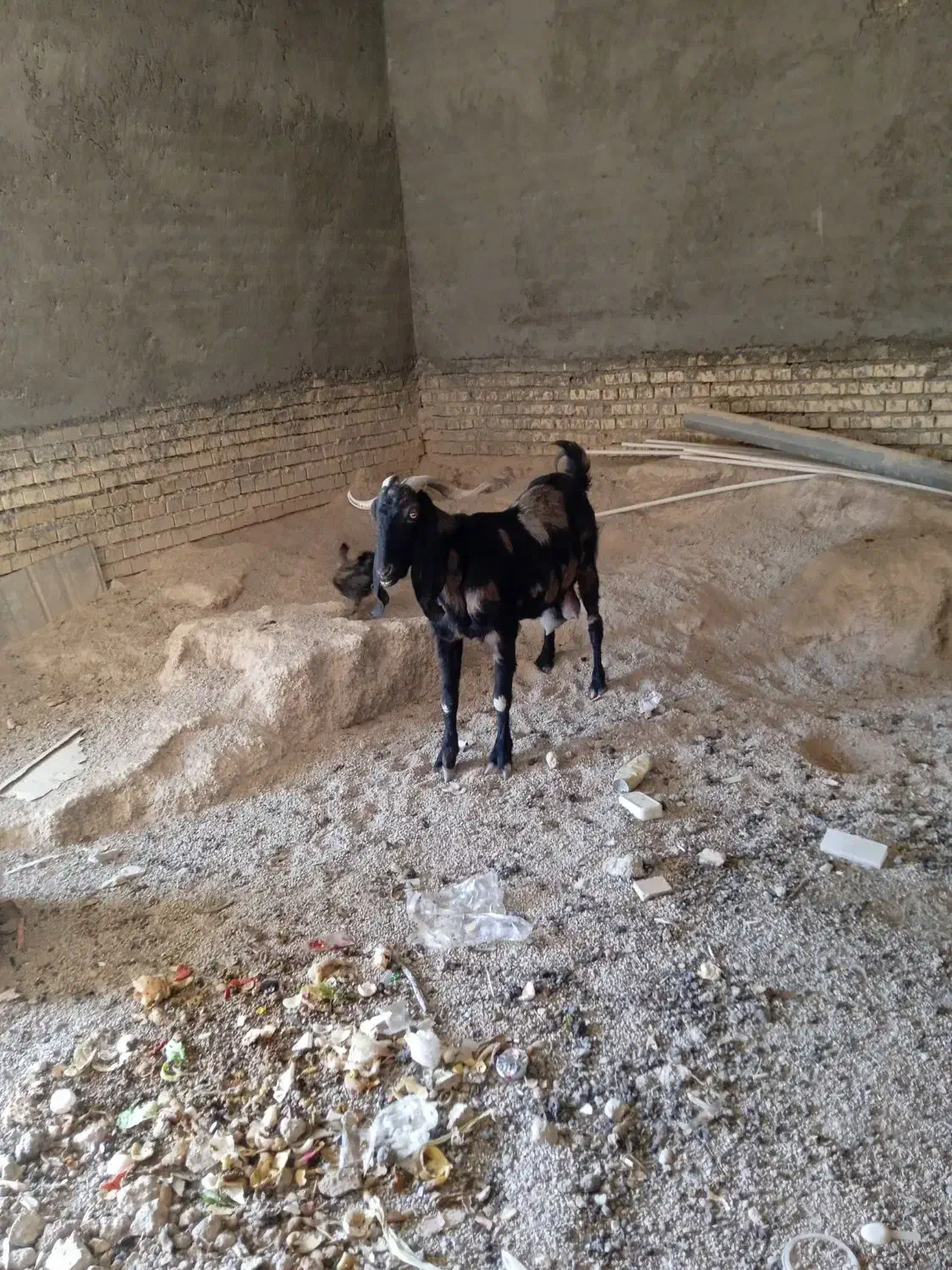 بز نیدی|حیوانات مزرعه|خرمشهر, |دیوار