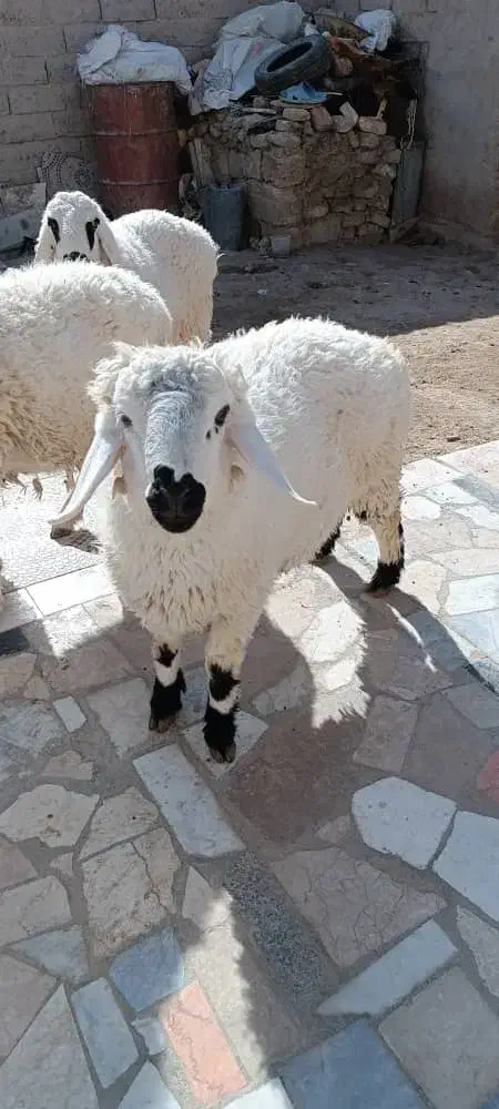 2 بره نره خونه ای|حیوانات مزرعه|زهک, |دیوار