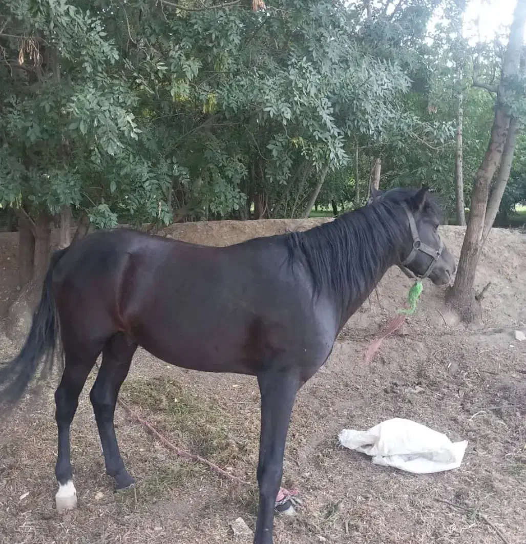 فروش یک عدد اسب|اسب و تجهیزات اسب‌سواری|کهریزک, |دیوار