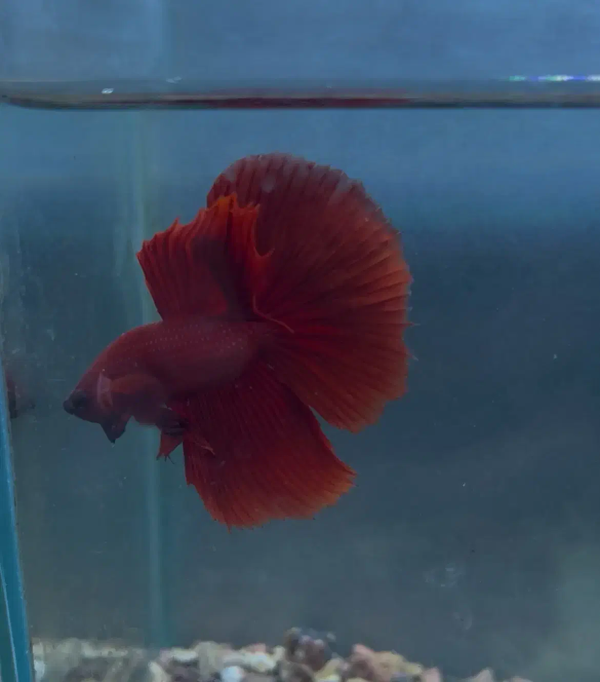 فروش انواع نژاد فایتر و غذا های هیکاری|ماهی|تهران, صادقیه|دیوار