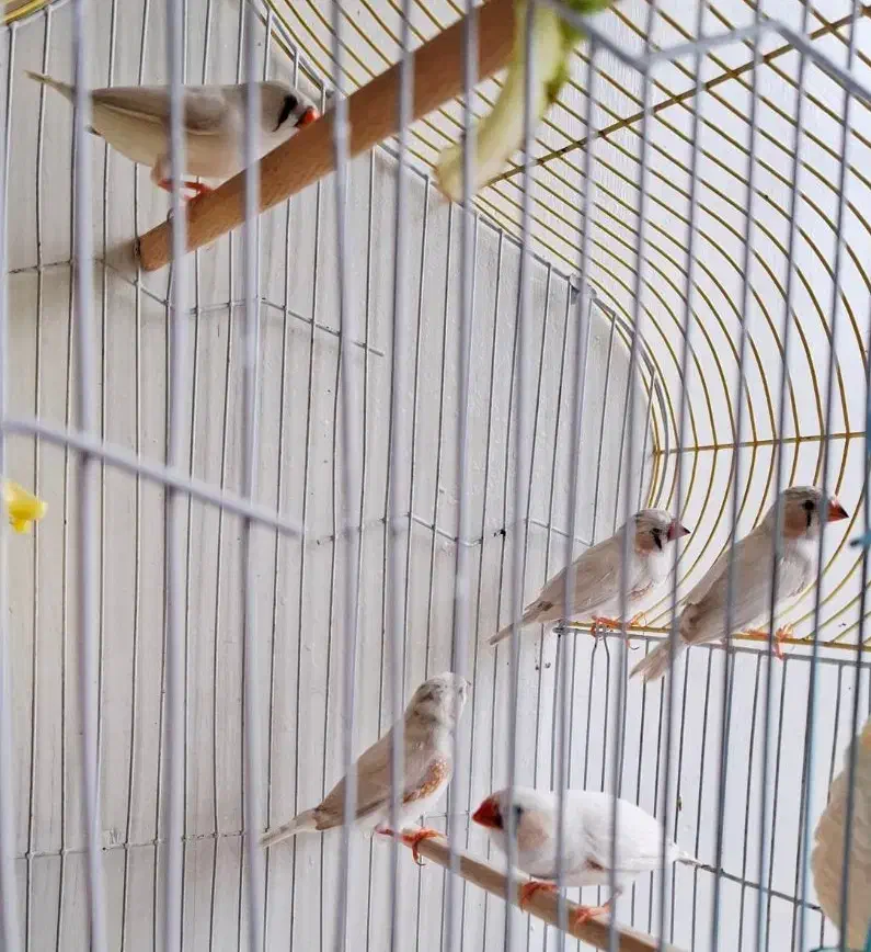 فنچ سفید با جوجه|پرنده|ماهدشت, |دیوار