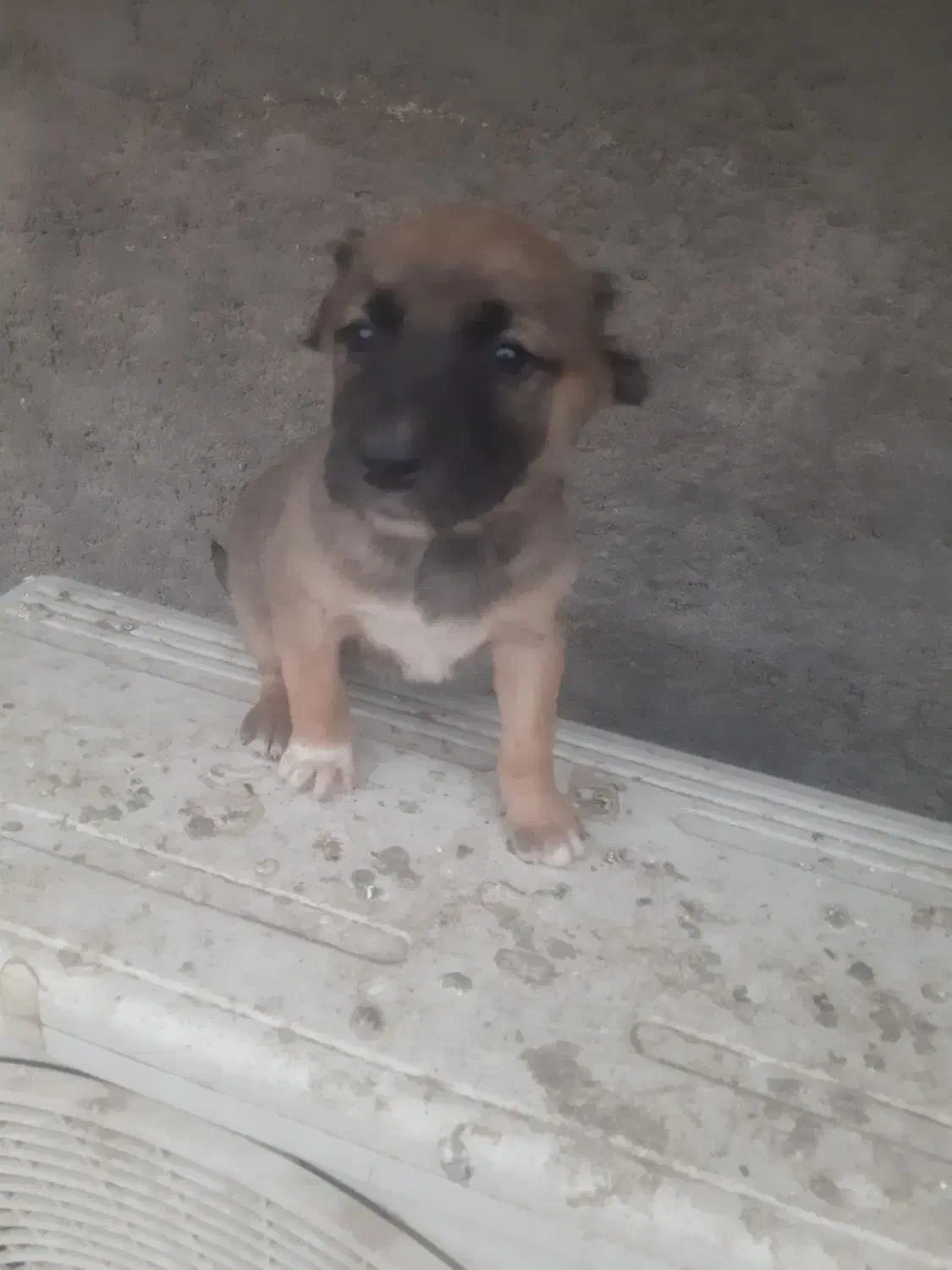 واگذاری توله سگ سرابی|سگ|یزد, |دیوار