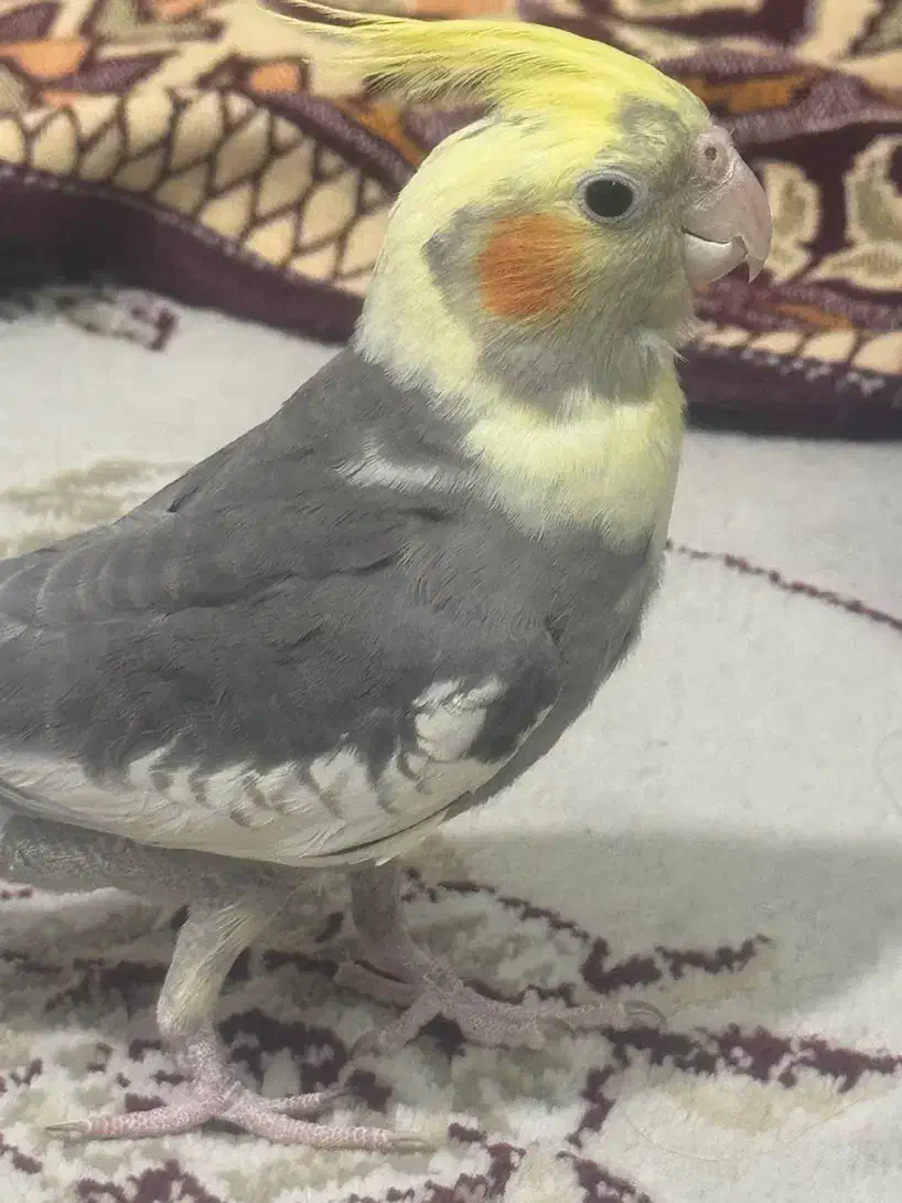 عروس هلندی ۴ ماهه|پرنده|ابهر, |دیوار