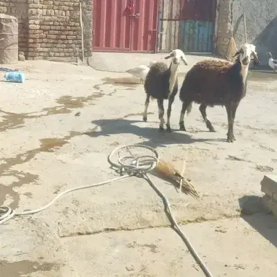 بره|حیوانات مزرعه|سیلاخور, |دیوار