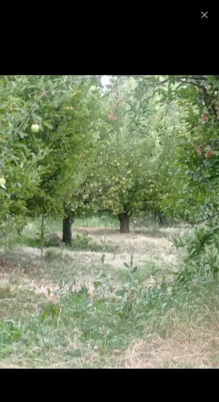 باعجه نقلی ۳۵۰ متری|فروش زمین و ملک کلنگی|نوشین شهر, |دیوار