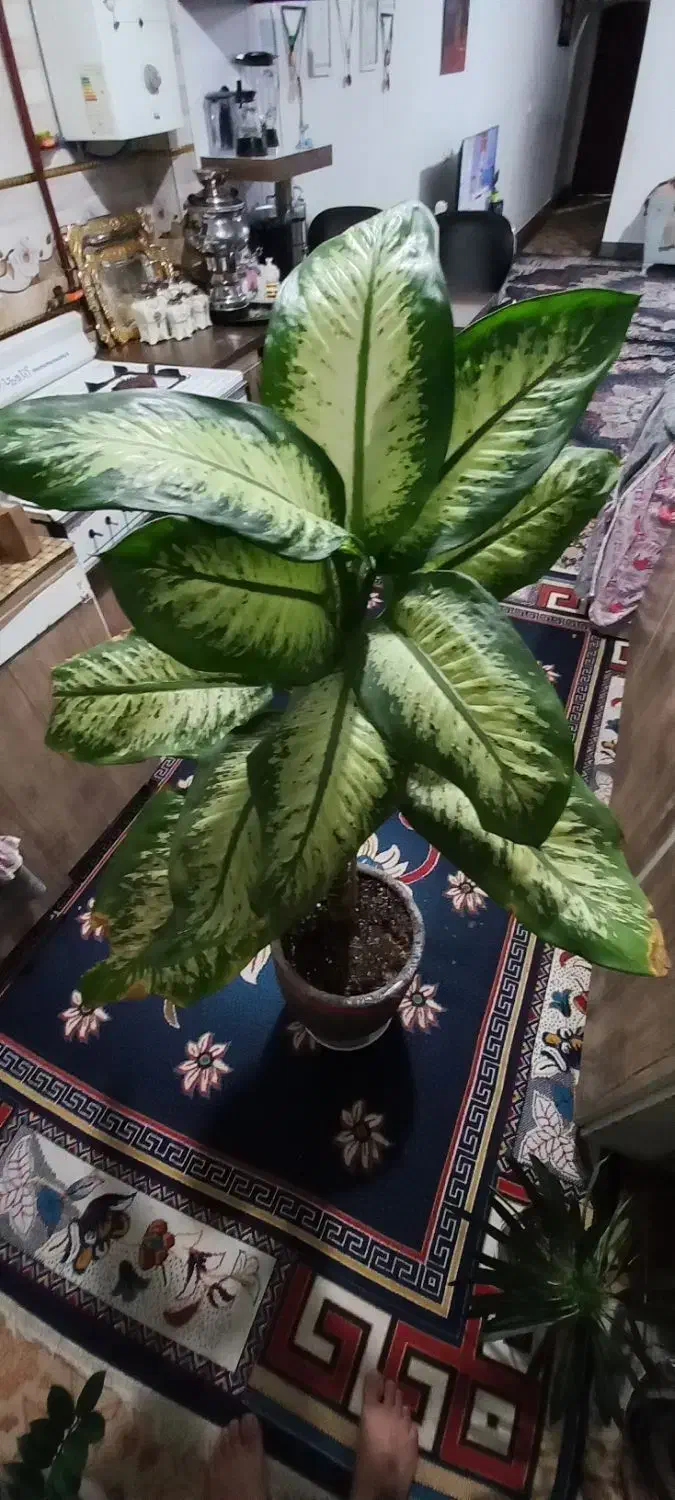 دیفن باخیا قد بلند سر حال|گل و گیاه طبیعی|مشهد, نظام دوست|دیوار