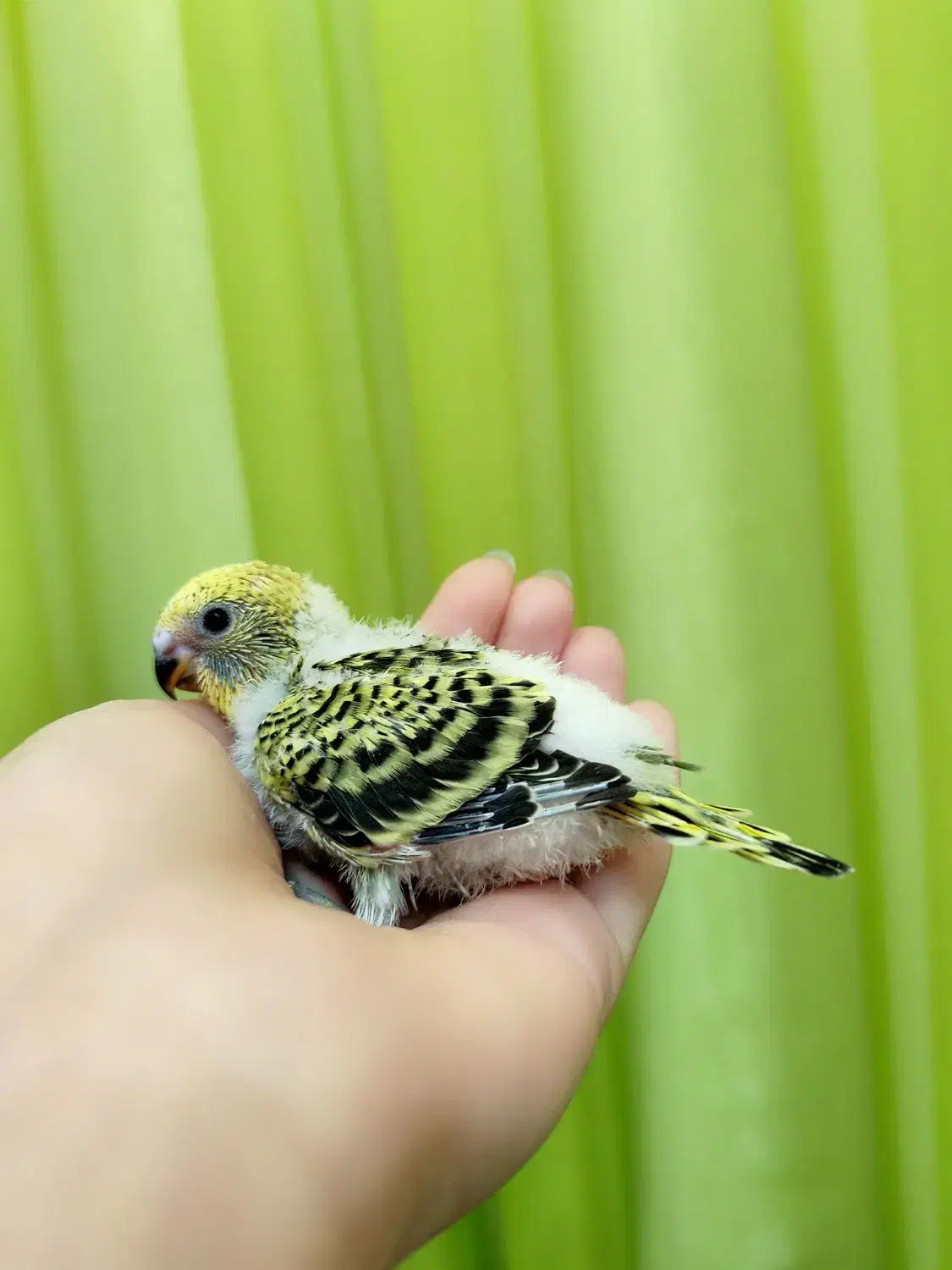 جوجه مرغ عشق دستی و بازیگوش|پرنده|نیشابور, شهرک اندیشه|دیوار