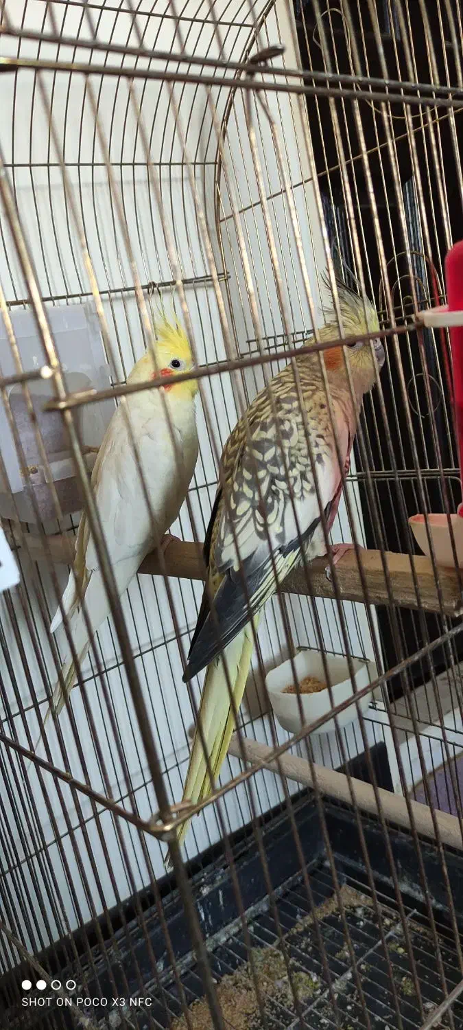 پرنده عروس هلندی|پرنده|فردیس, فردیس|دیوار