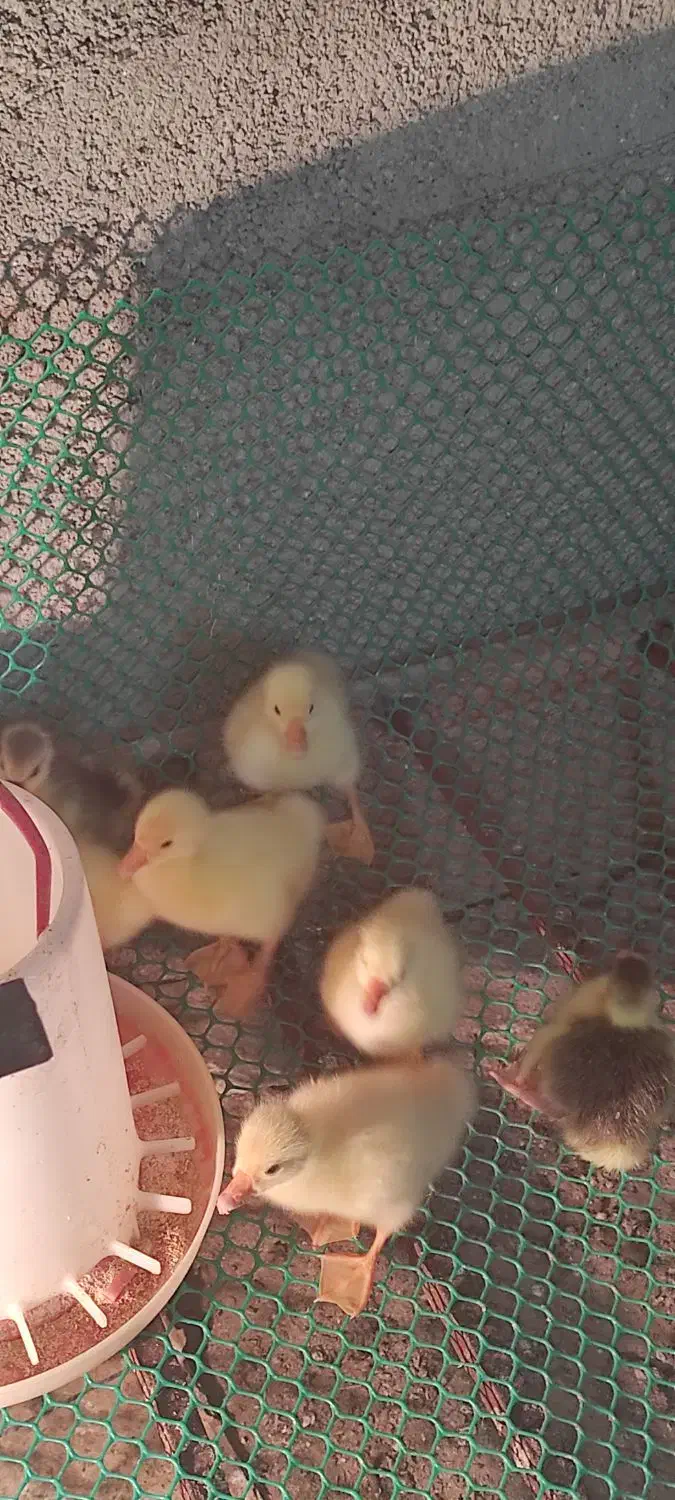 جوجه قو غاز لیندا|حیوانات مزرعه|بهشهر, |دیوار