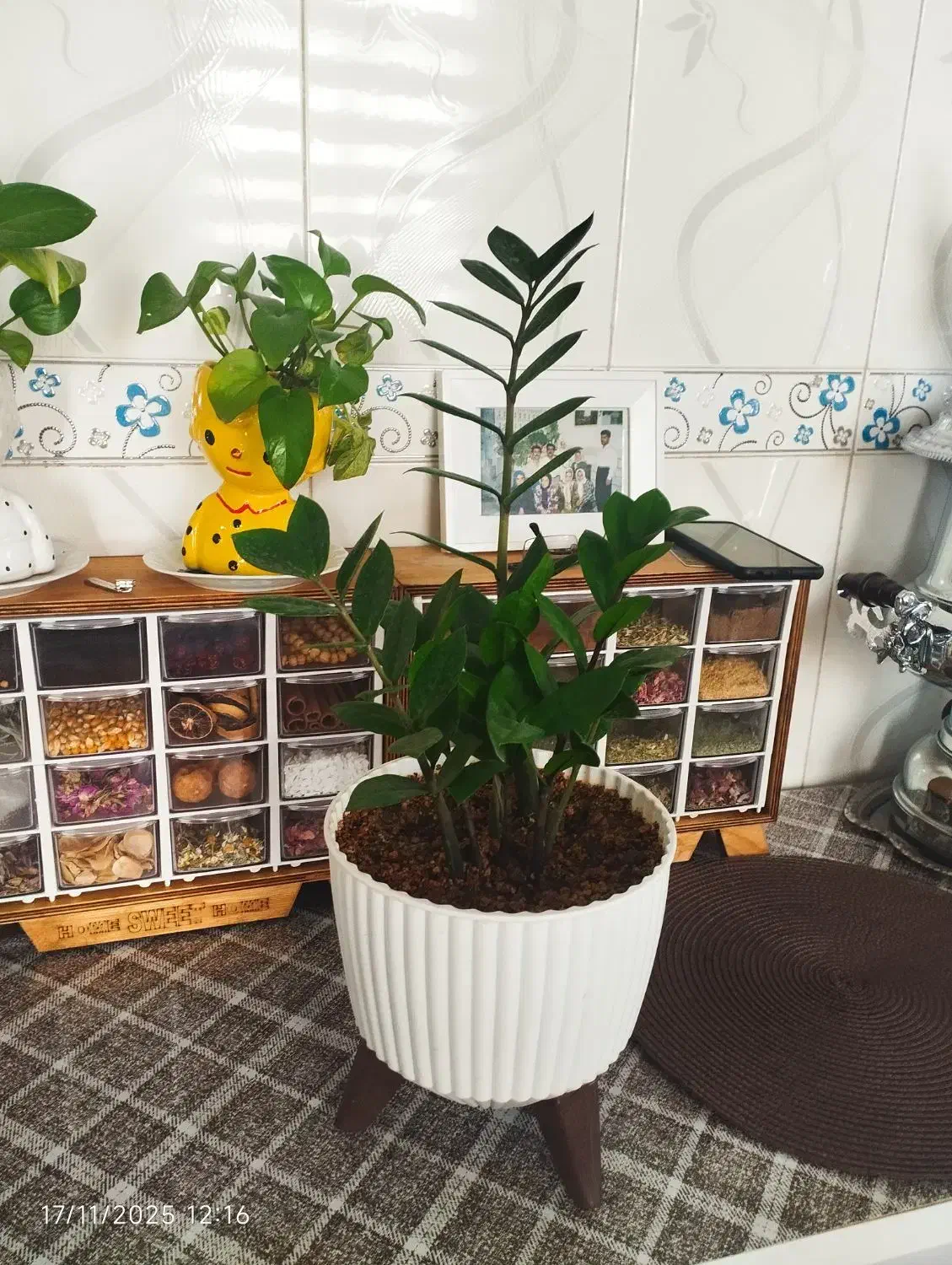 زاموفیلیا سبز|گل و گیاه طبیعی|الیگودرز, |دیوار