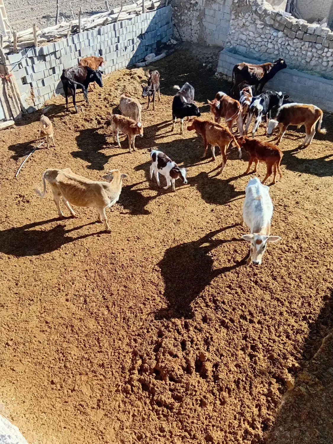 گله گاو و گوساله|حیوانات مزرعه|قم, بکایی|دیوار