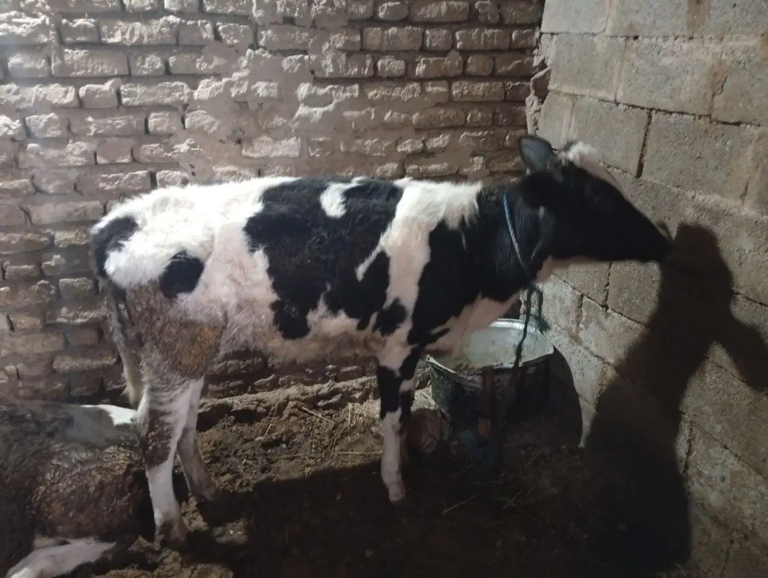 گوساله ماده|حیوانات مزرعه|دوزین, |دیوار