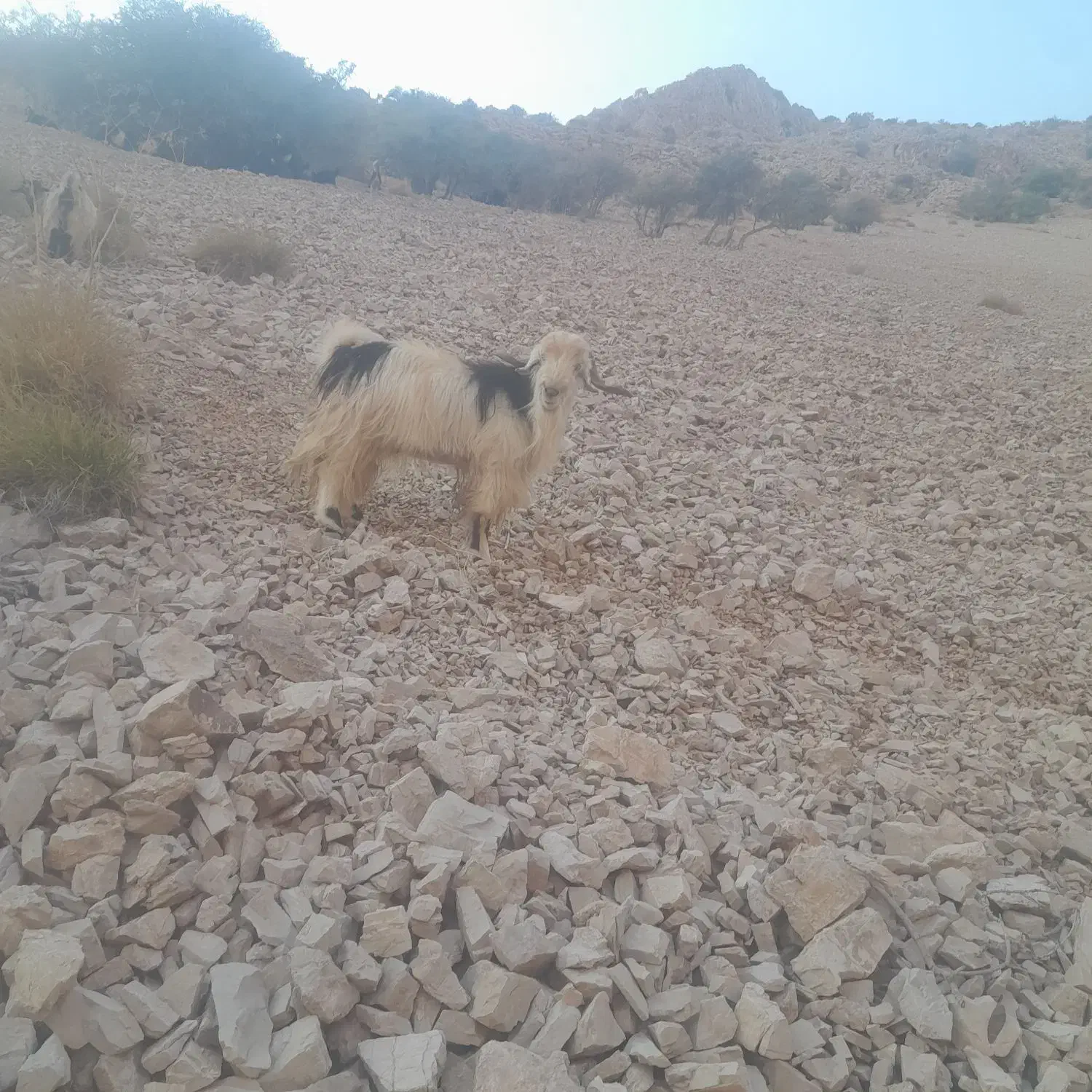 بزنره چپش|حیوانات مزرعه|فریدونشهر, |دیوار