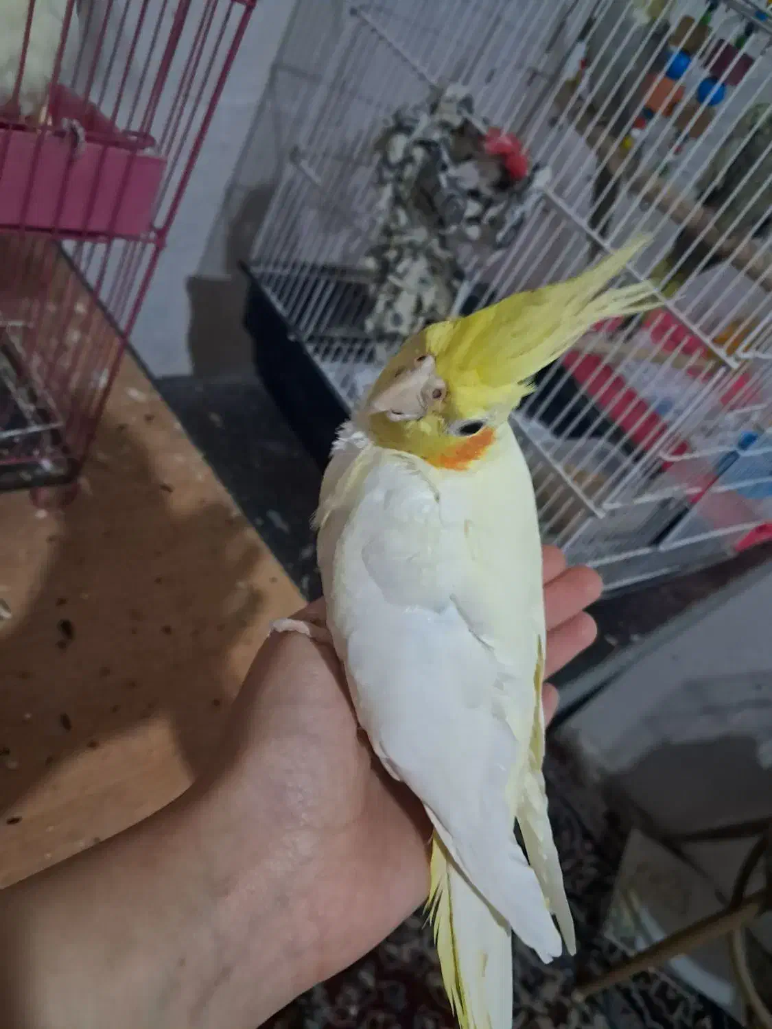 2عددعروس هلندی|پرنده|رشت, ترمینال|دیوار