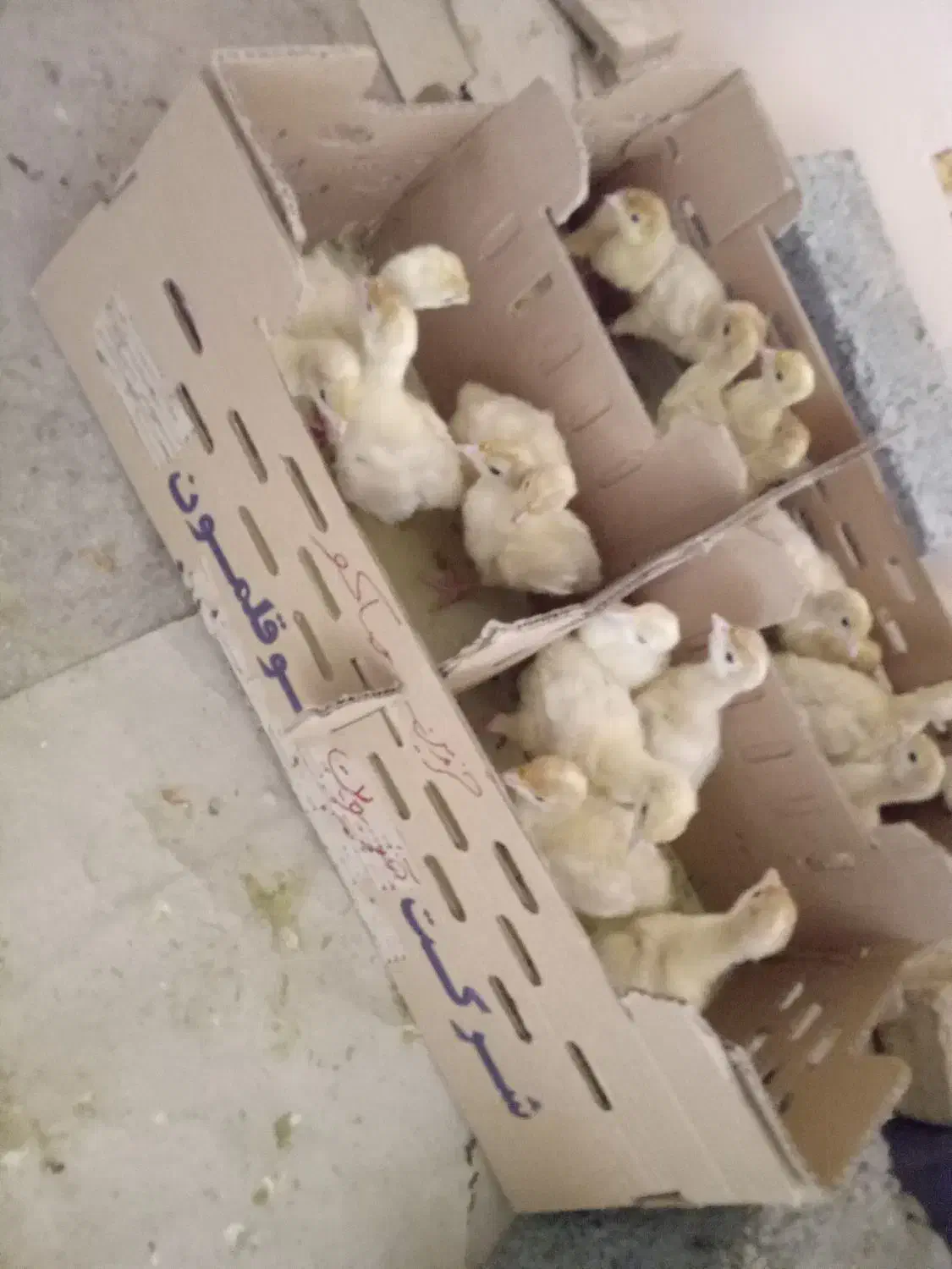 جوجه بیوتی(فوق سنگین)|حیوانات مزرعه|قزوین, |دیوار