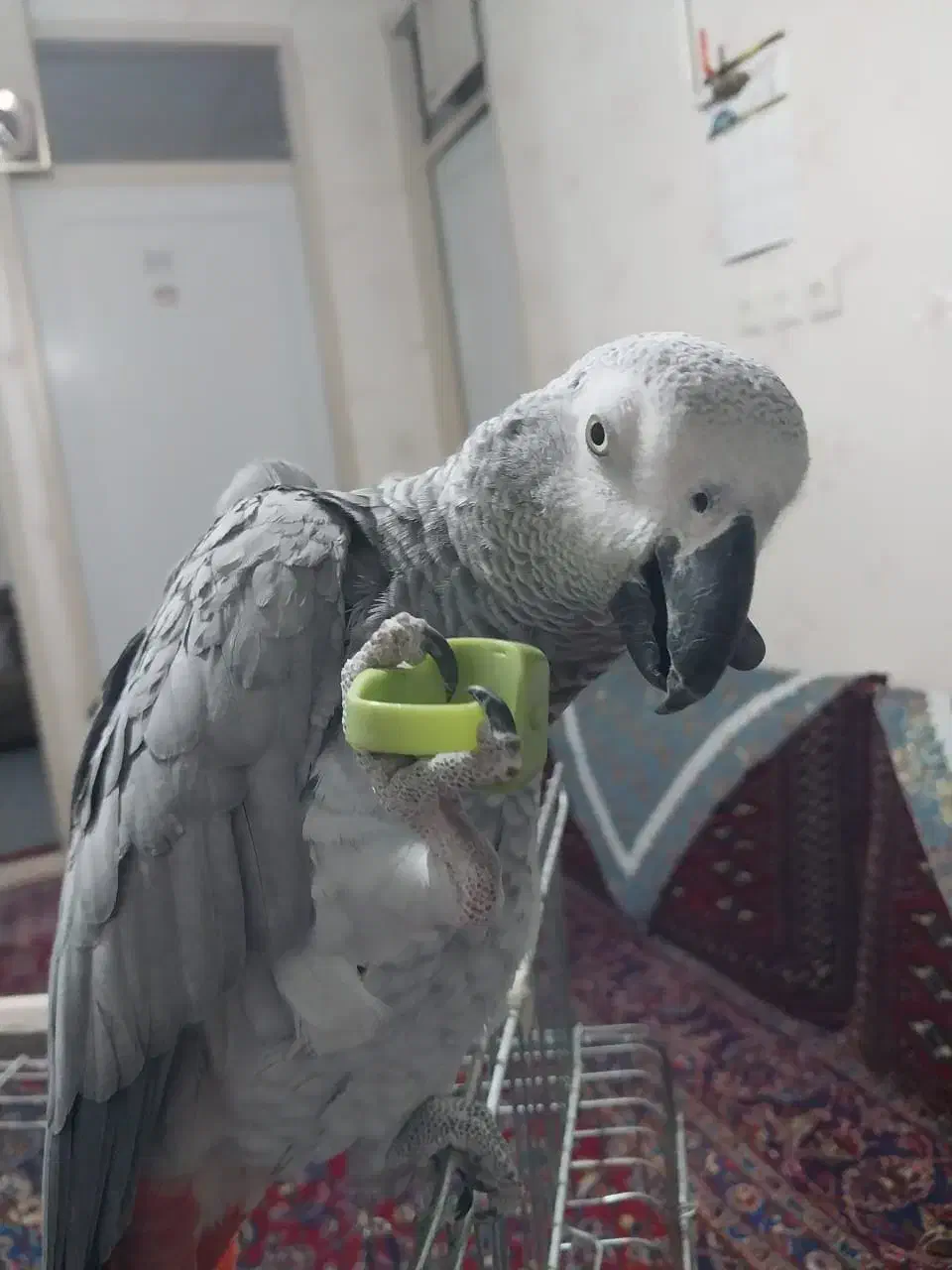 فروش کاسکو نابغه|پرنده|سمنان, |دیوار