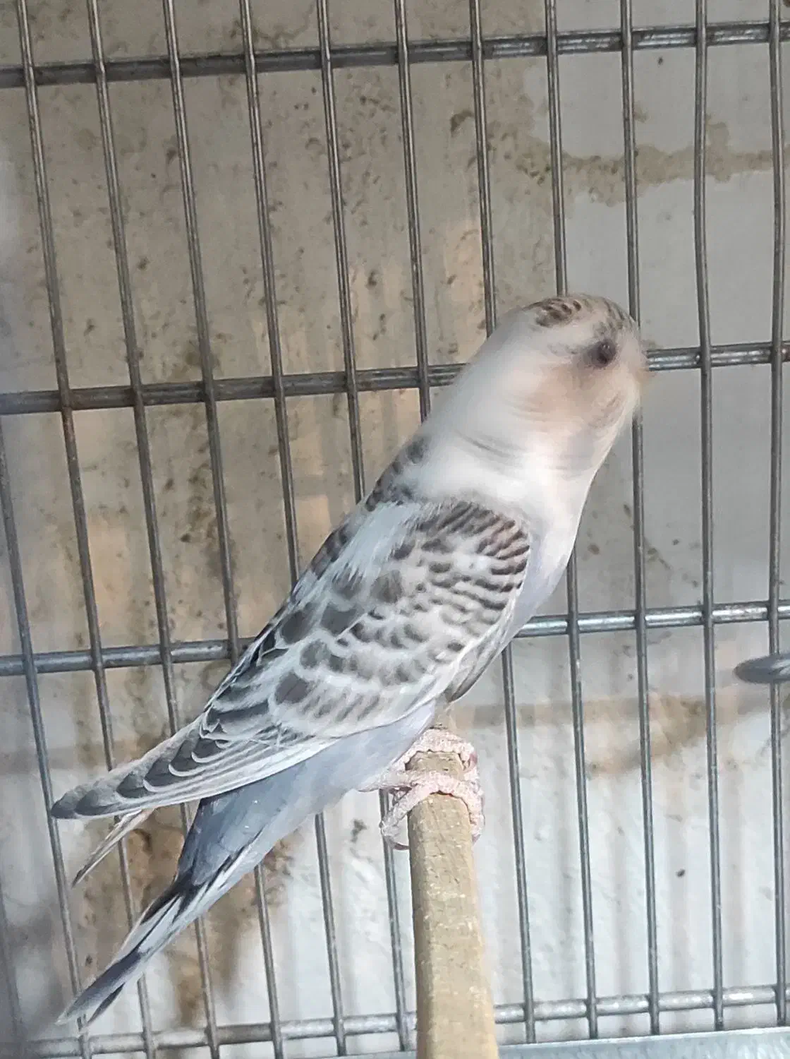 مرغ عشق و عروس هلندی|پرنده|مرودشت, ابوذر شمالی‎|دیوار