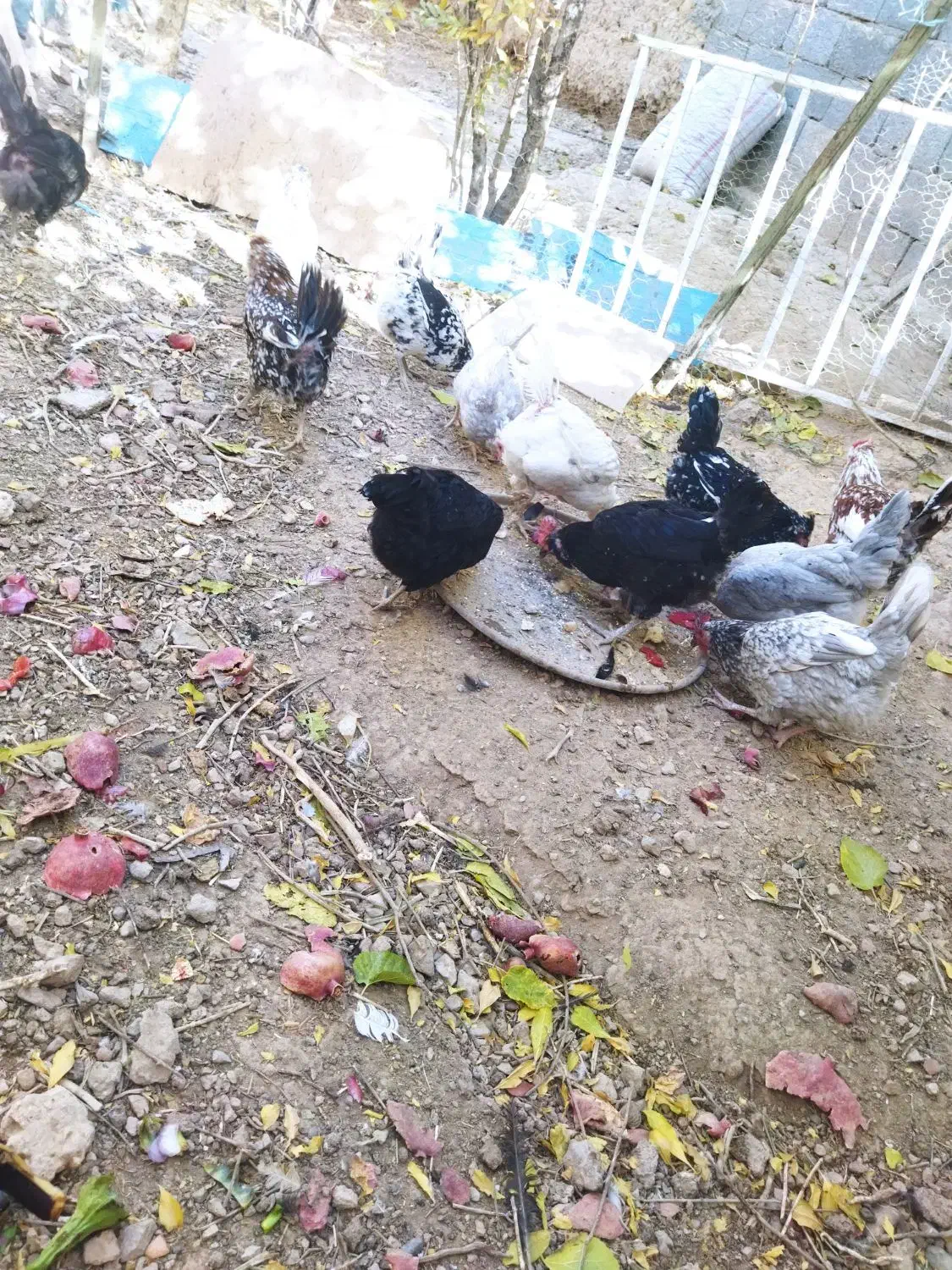 تخم مرغ گلین|حیوانات مزرعه|شهرضا, |دیوار