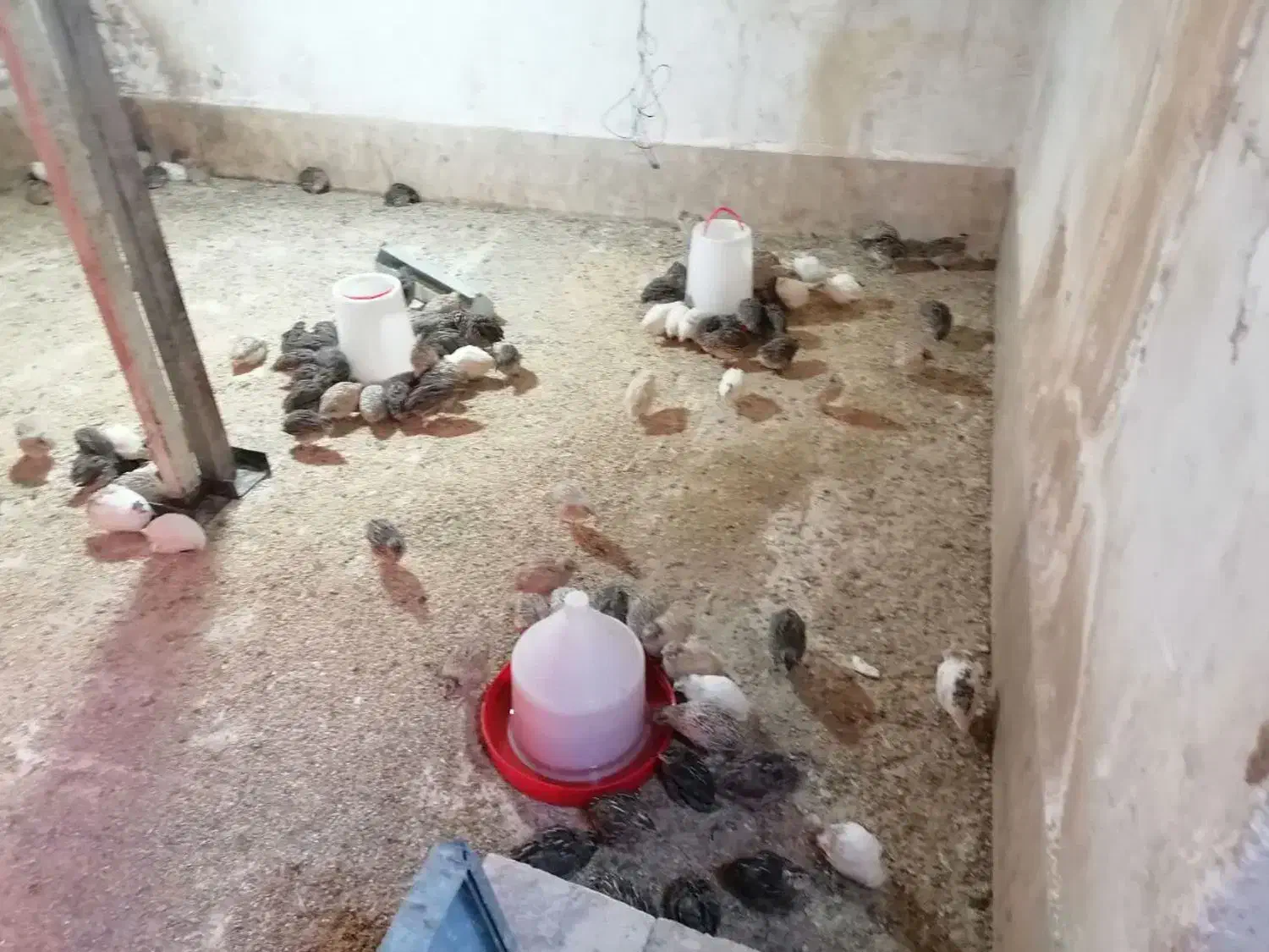 بلدرچین گوشتی خونگی و کفتر|حیوانات مزرعه|حمیدیا, |دیوار