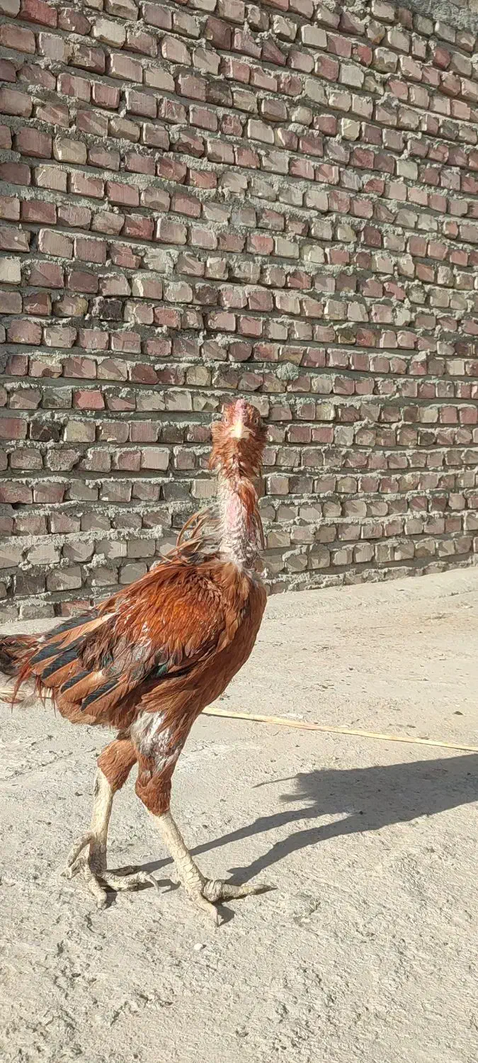 پرنده|پرنده|کرباسک, |دیوار