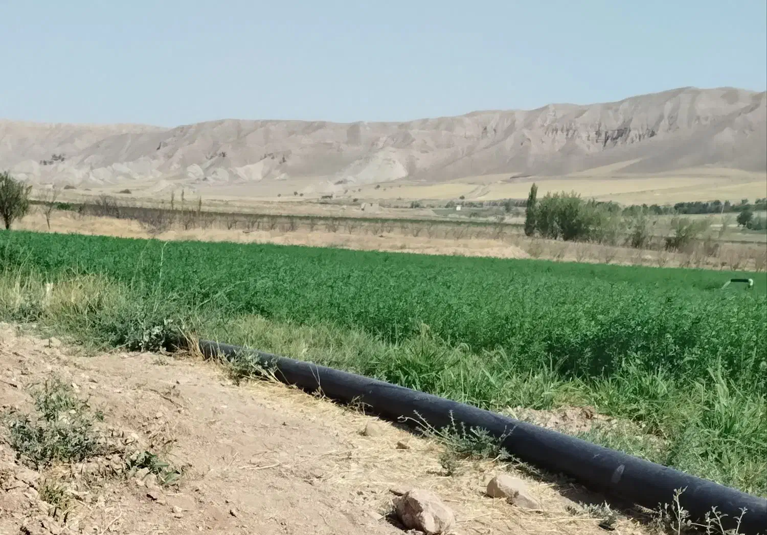 یونجه|خدمات باغبانی و درختکاری|زنجانرود, |دیوار